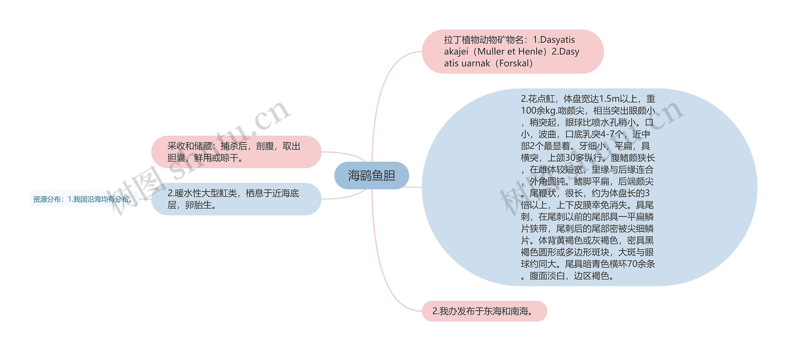 海鹞鱼胆思维导图