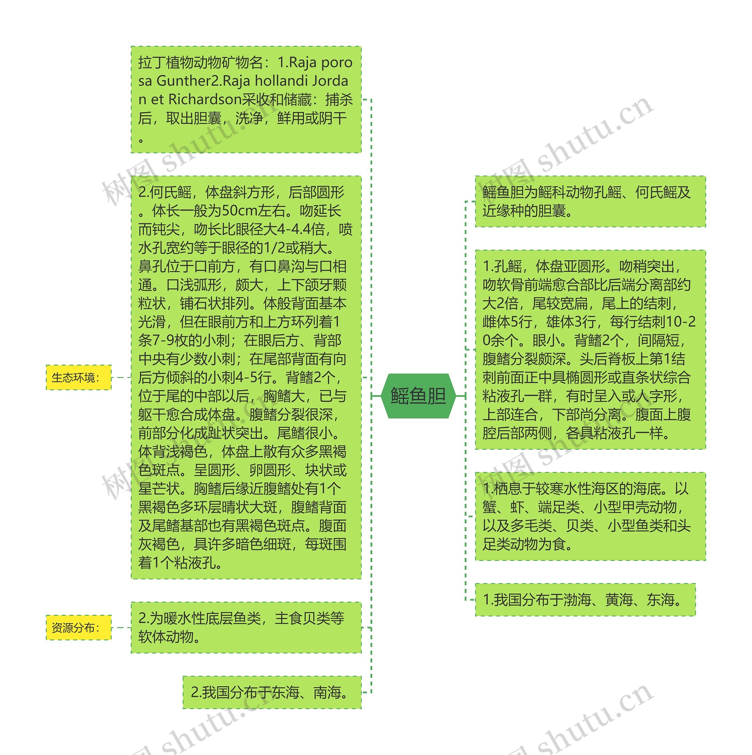 鳐鱼胆思维导图