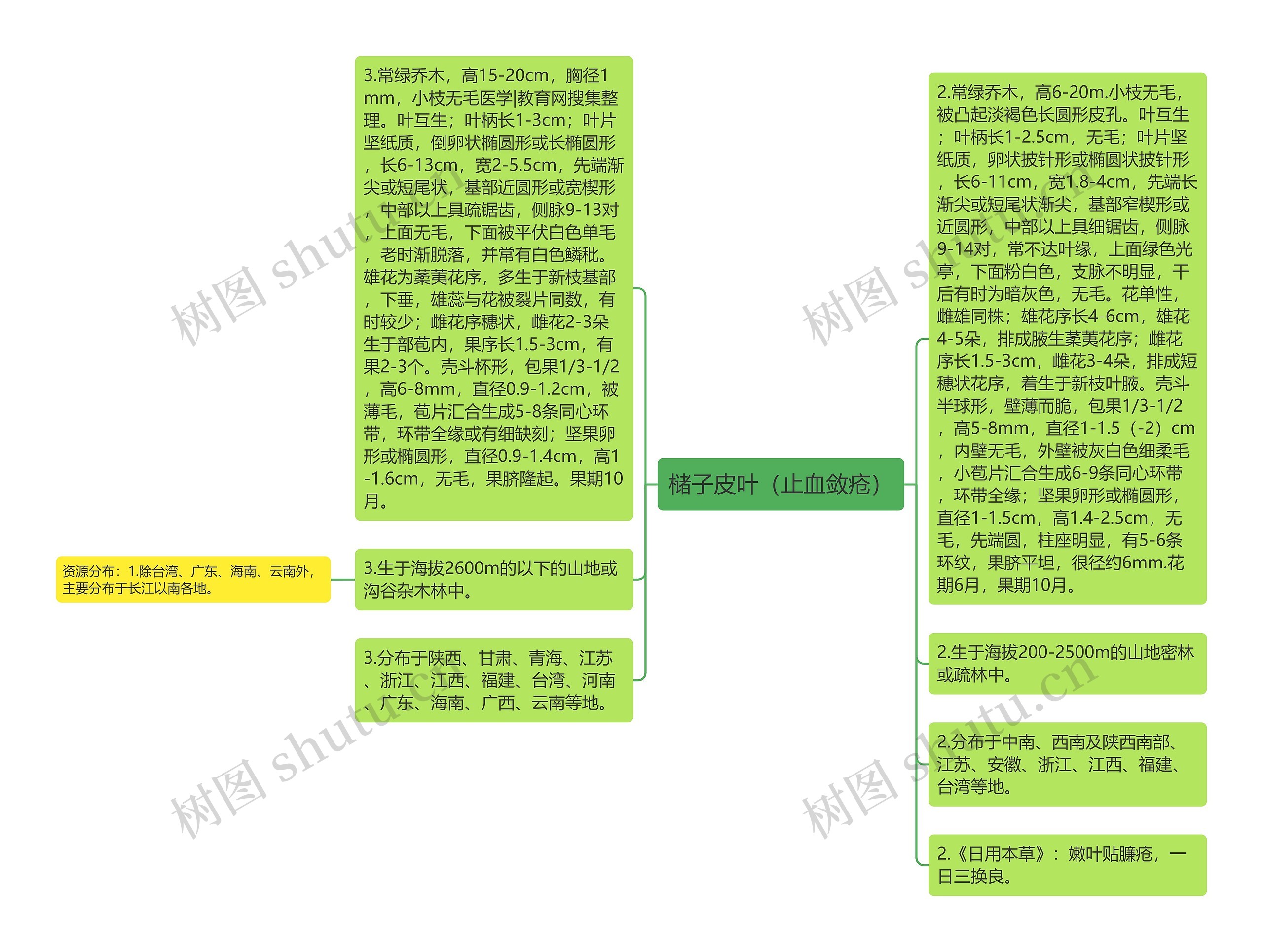 槠子皮叶（止血敛疮）思维导图