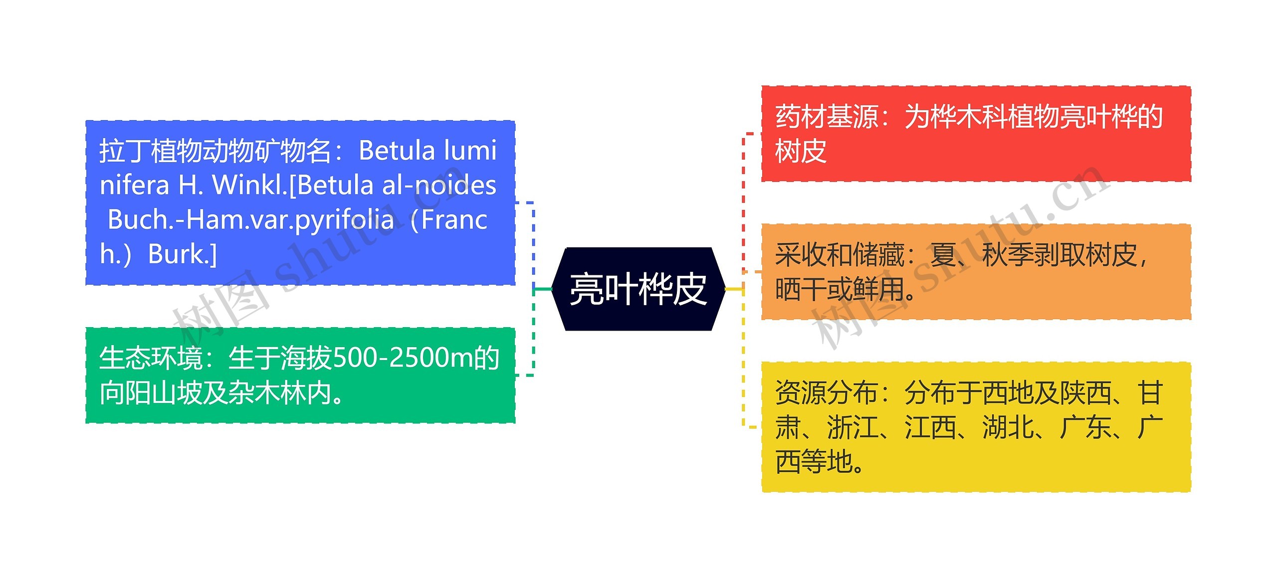 亮叶桦皮思维导图