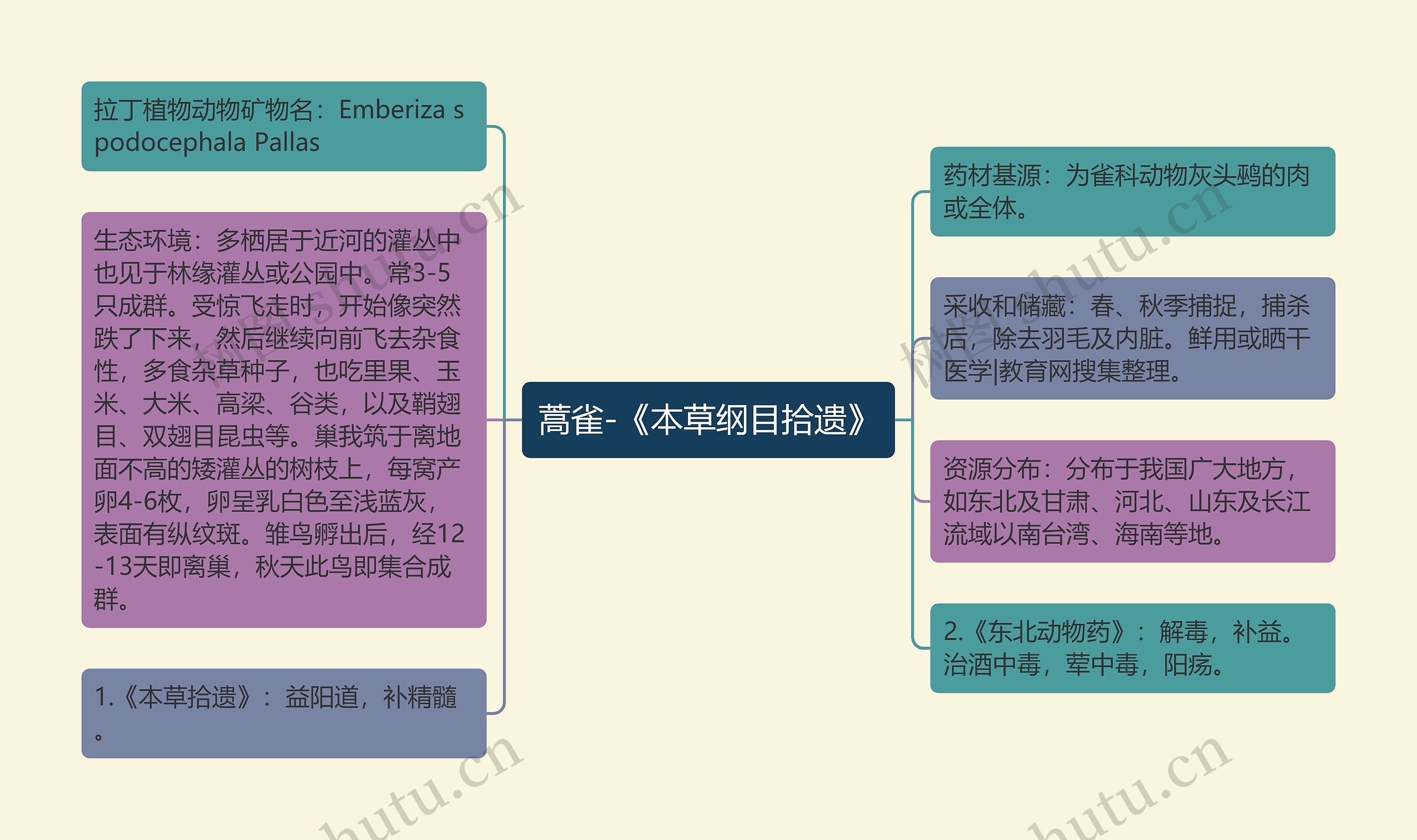 蒿雀-《本草纲目拾遗》思维导图