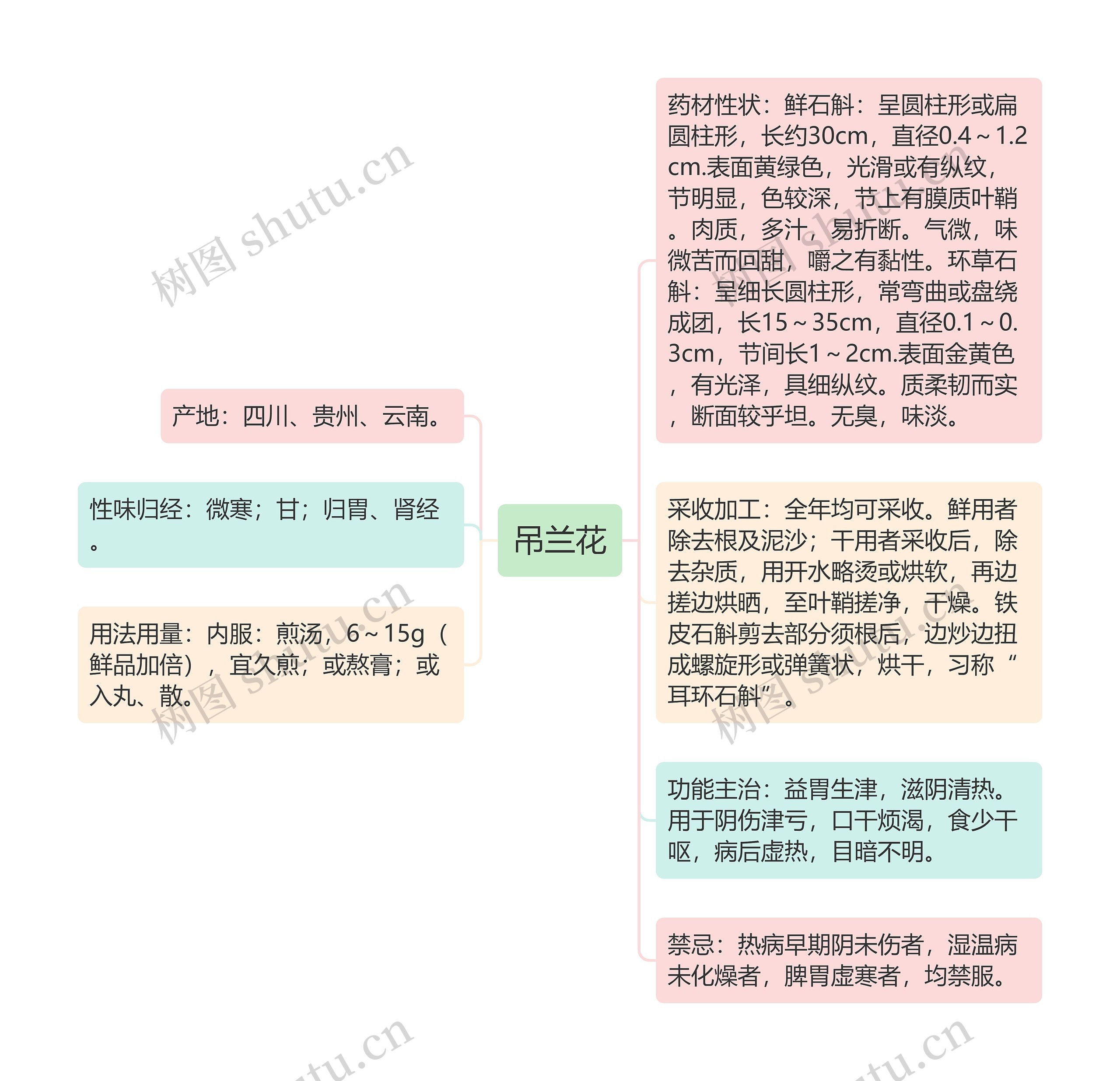 吊兰花思维导图