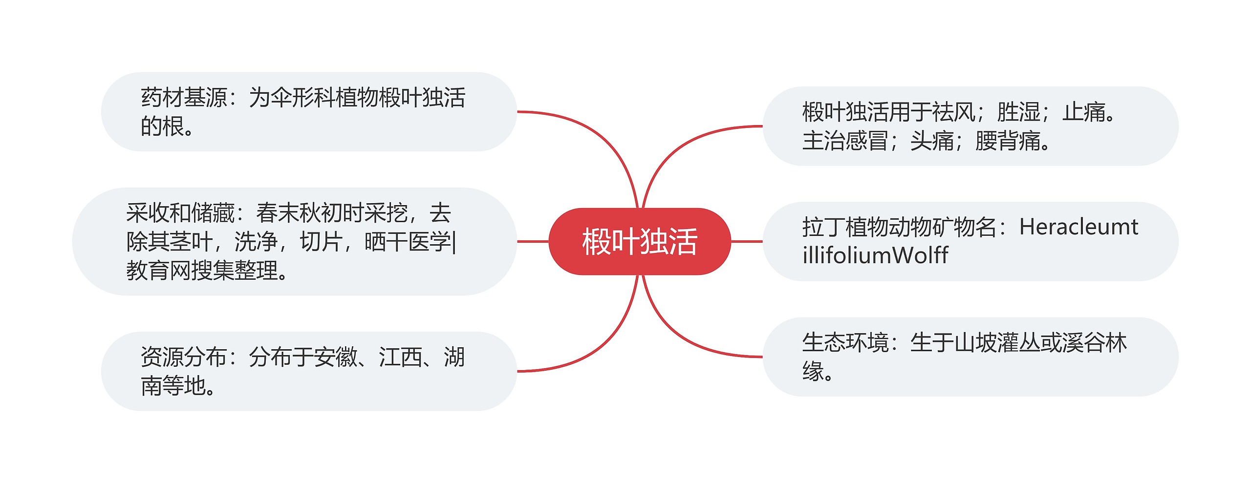 椴叶独活思维导图