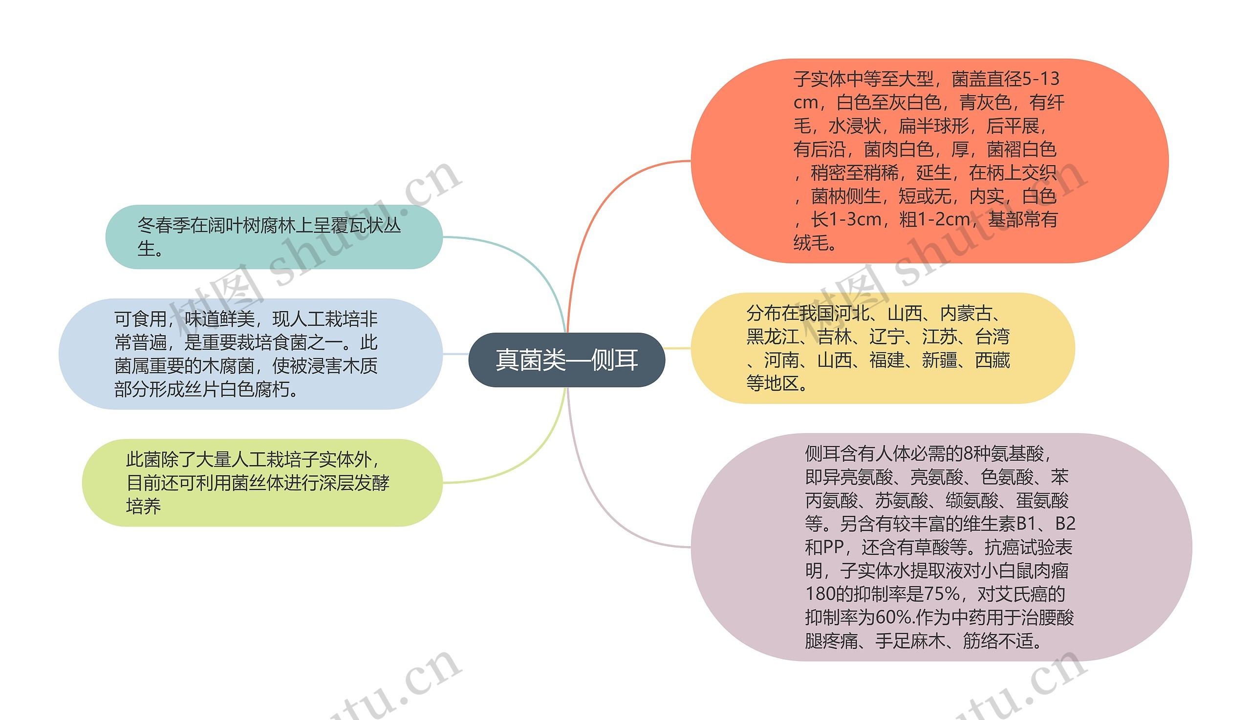 真菌类—侧耳思维导图