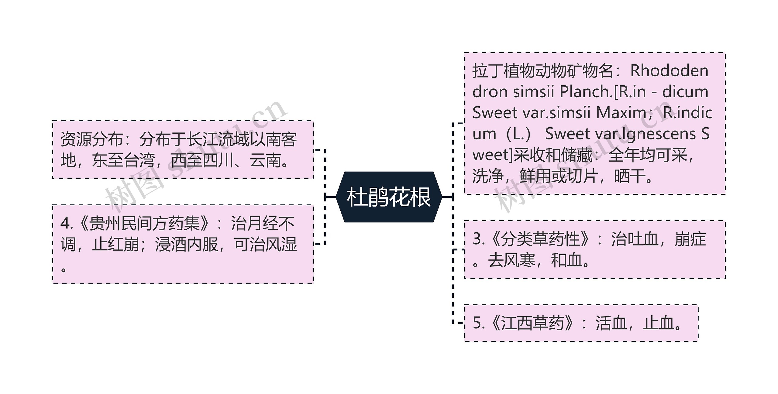 杜鹃花根思维导图