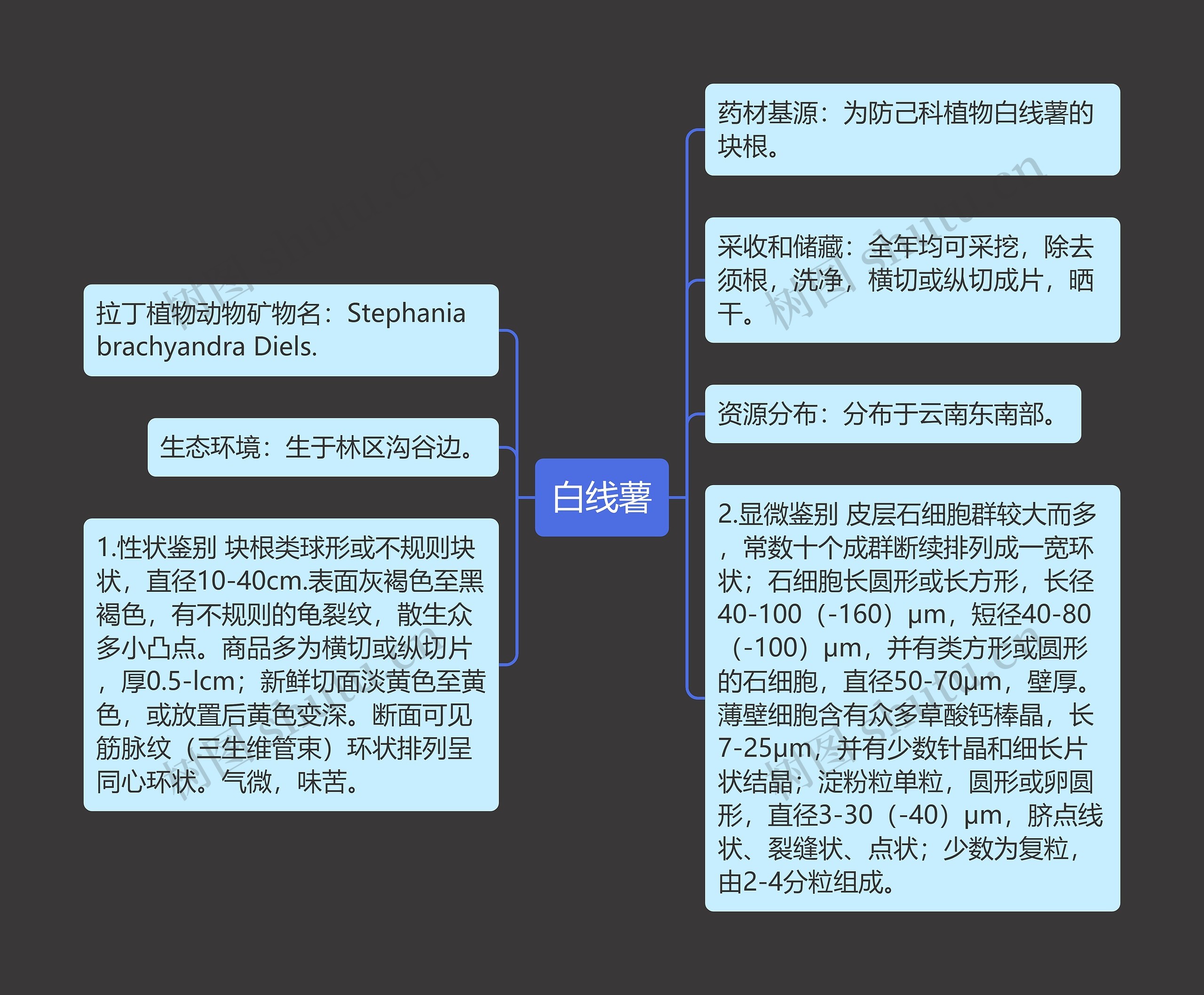 白线薯思维导图