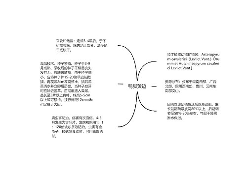 鸭脚黄边