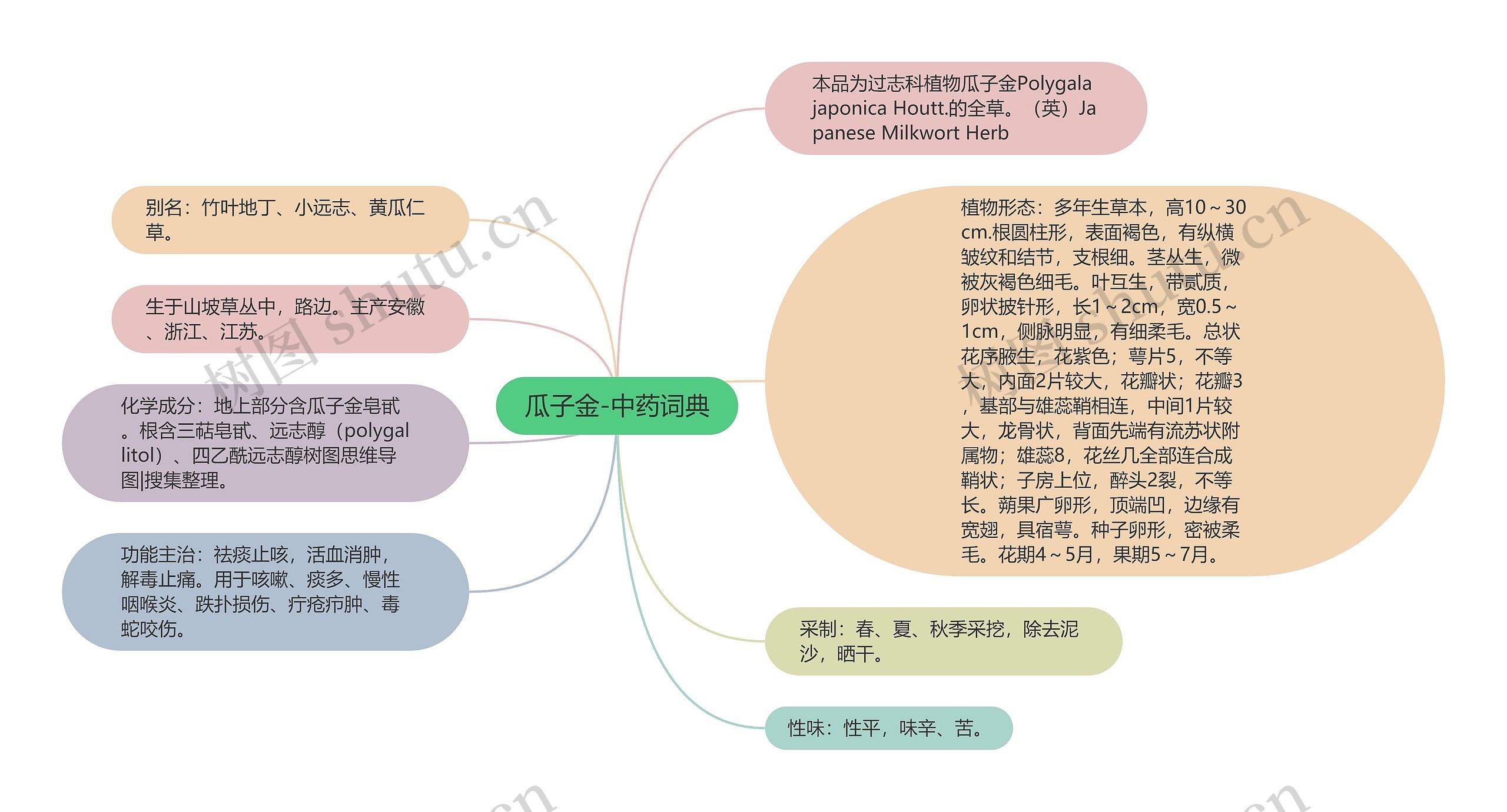 瓜子金-中药词典思维导图