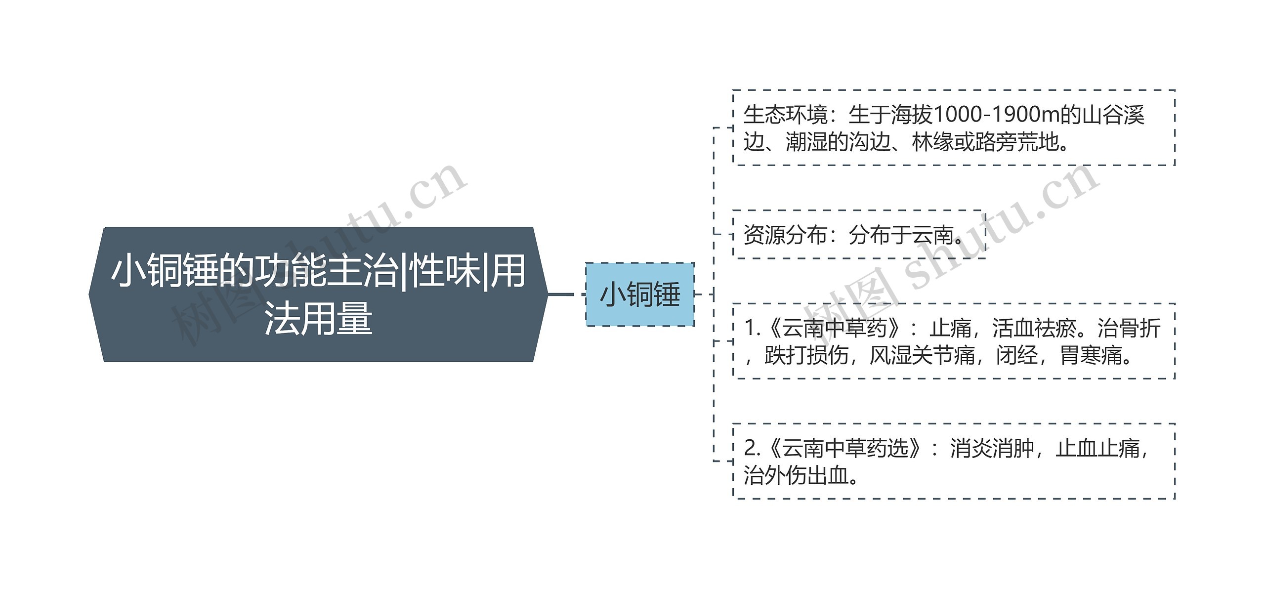 小铜锤的功能主治|性味|用法用量思维导图