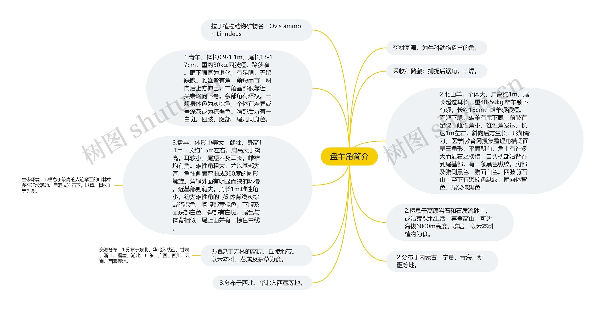 盘羊角简介思维导图