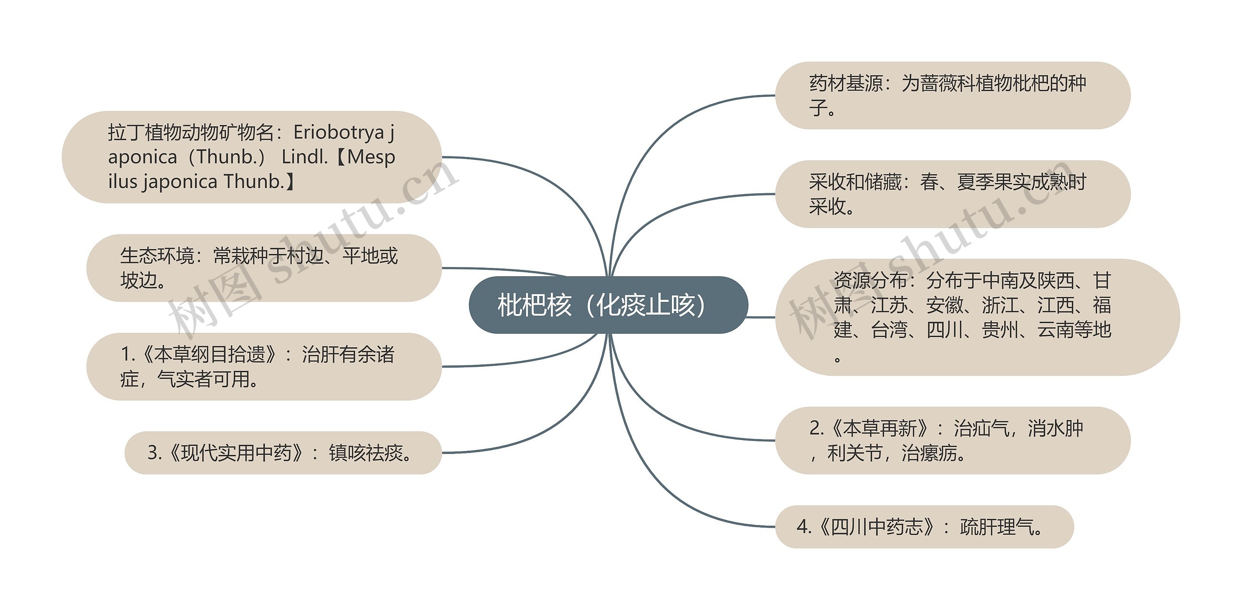 枇杷核（化痰止咳）