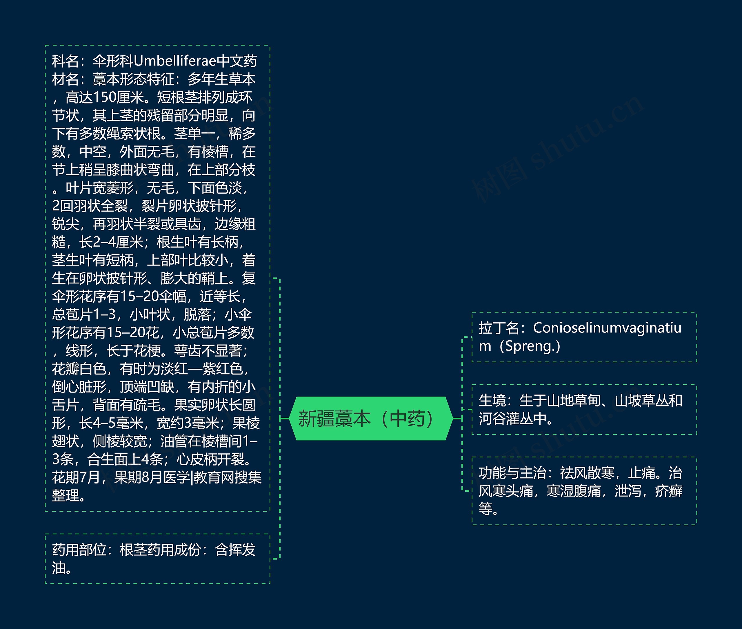 新疆藁本(中药) 新疆藁本(中药)