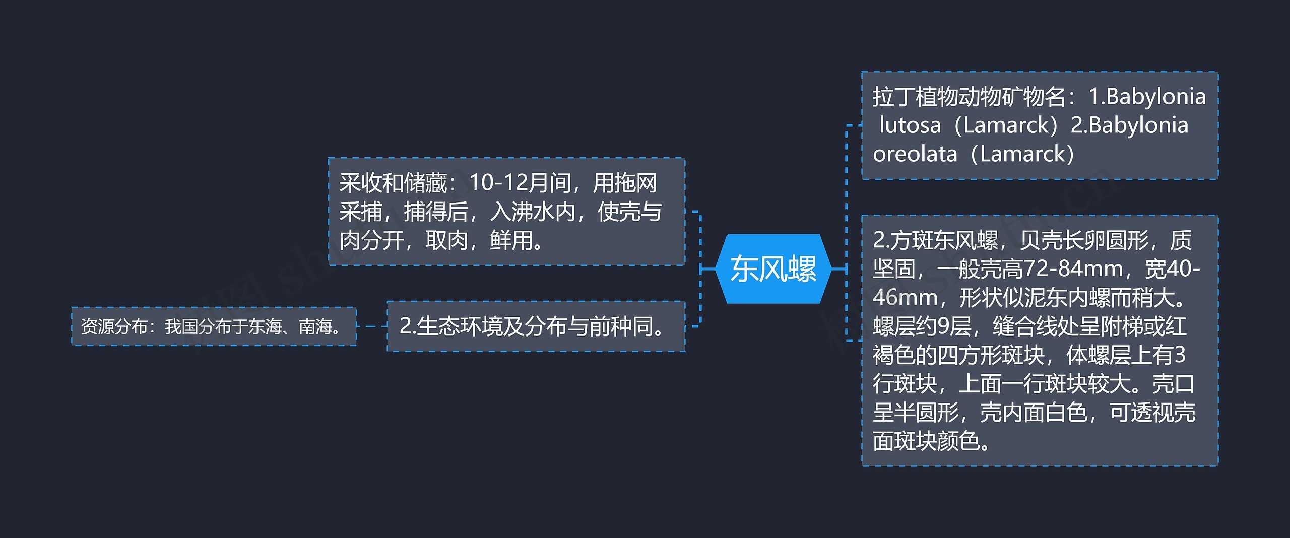 东风螺