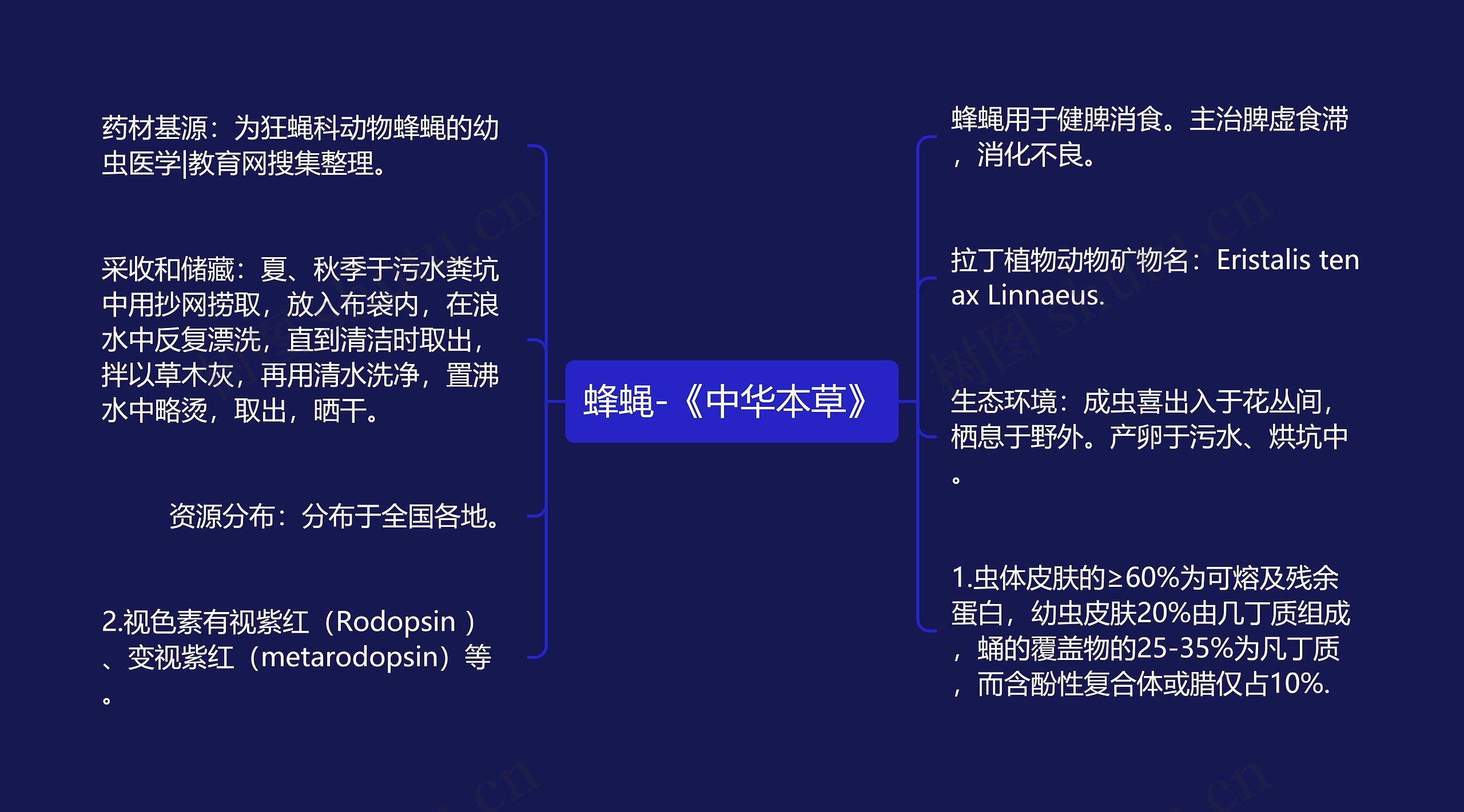 蜂蝇-《中华本草》思维导图