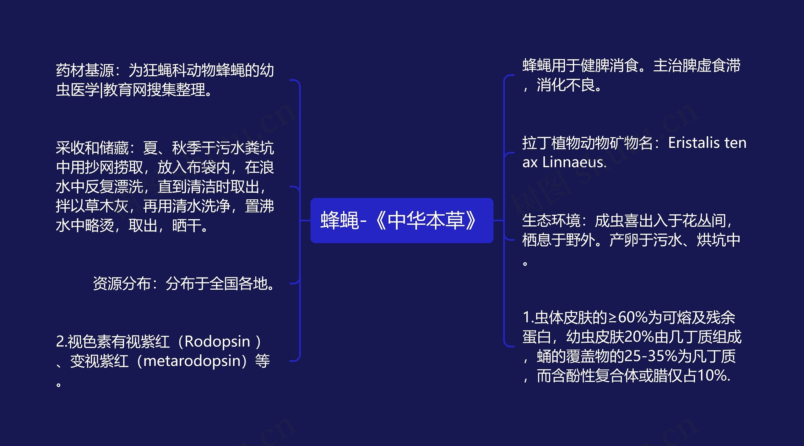蜂蝇-《中华本草》 蜂蝇-《中华本草》