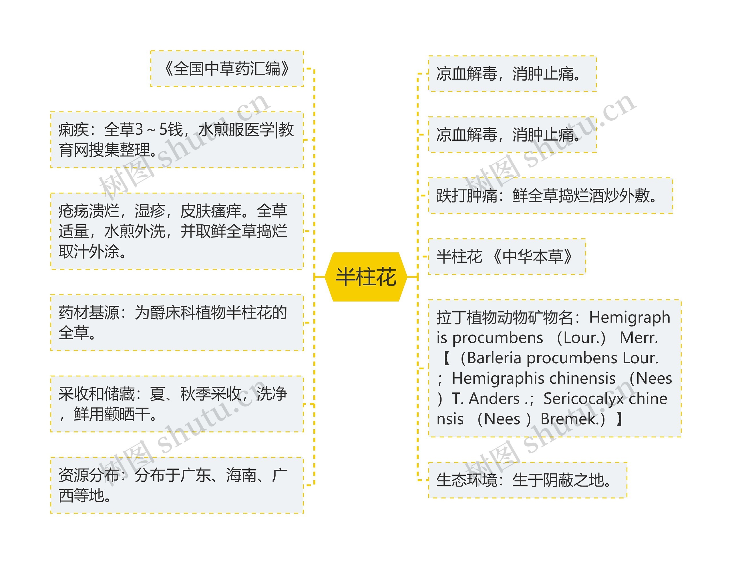 半柱花思维导图