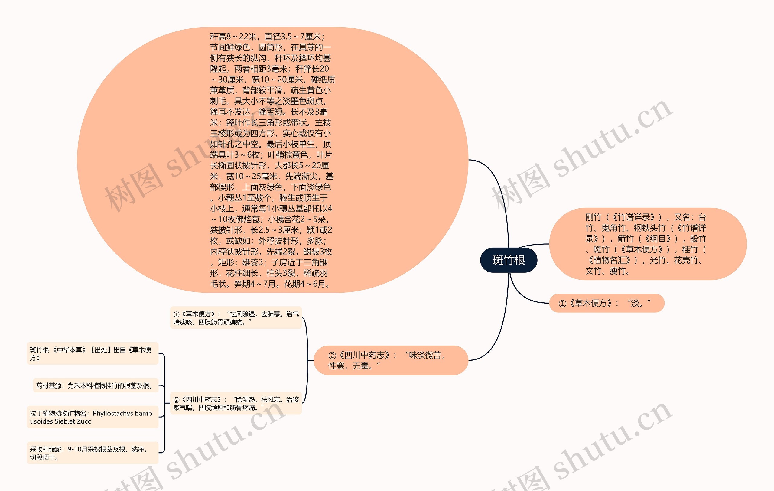 斑竹根思维导图