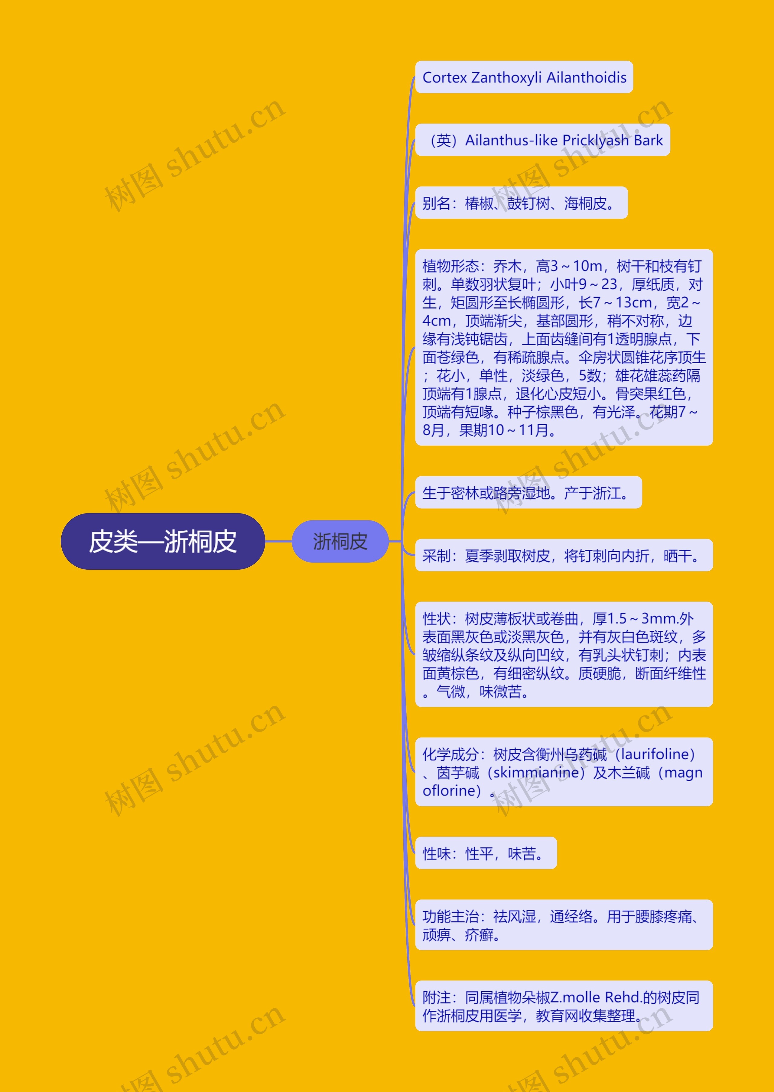 皮类—浙桐皮 皮类—浙桐皮