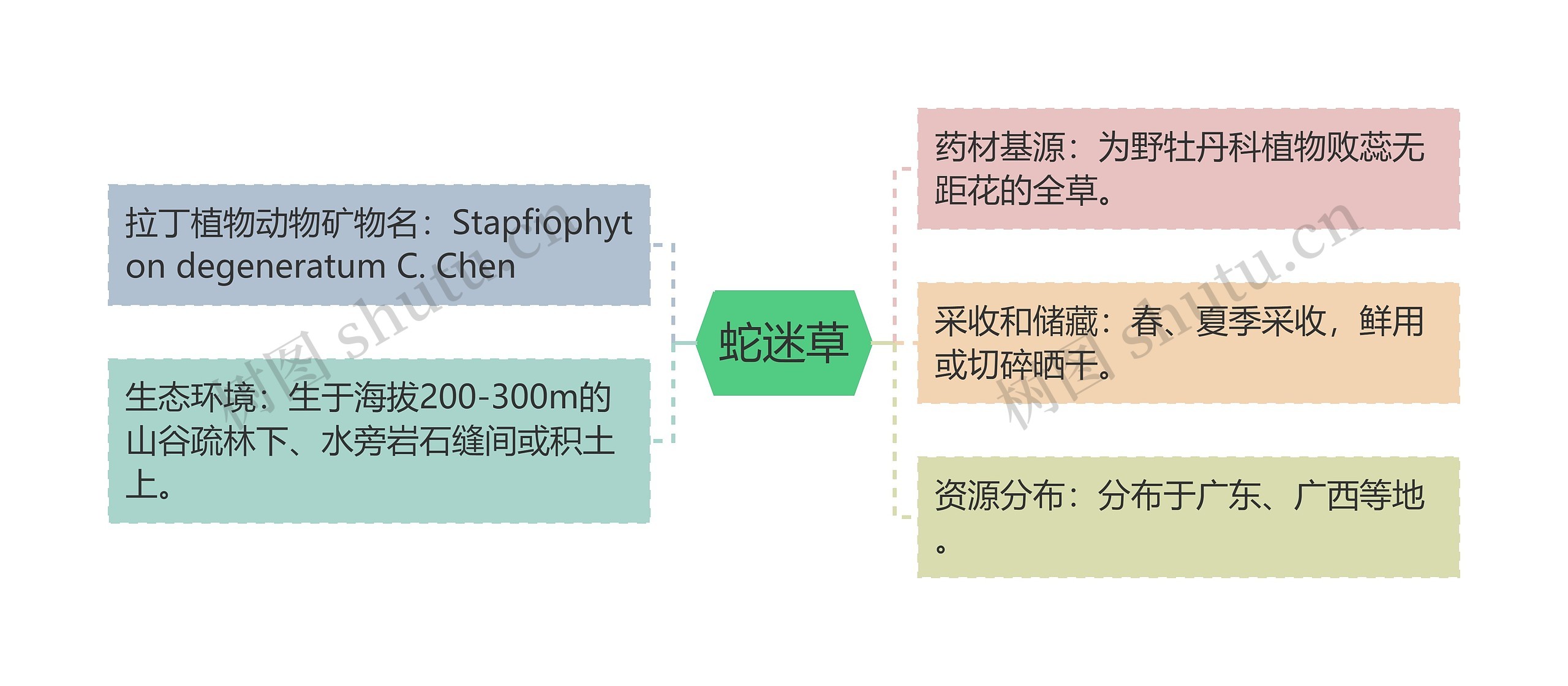 蛇迷草思维导图