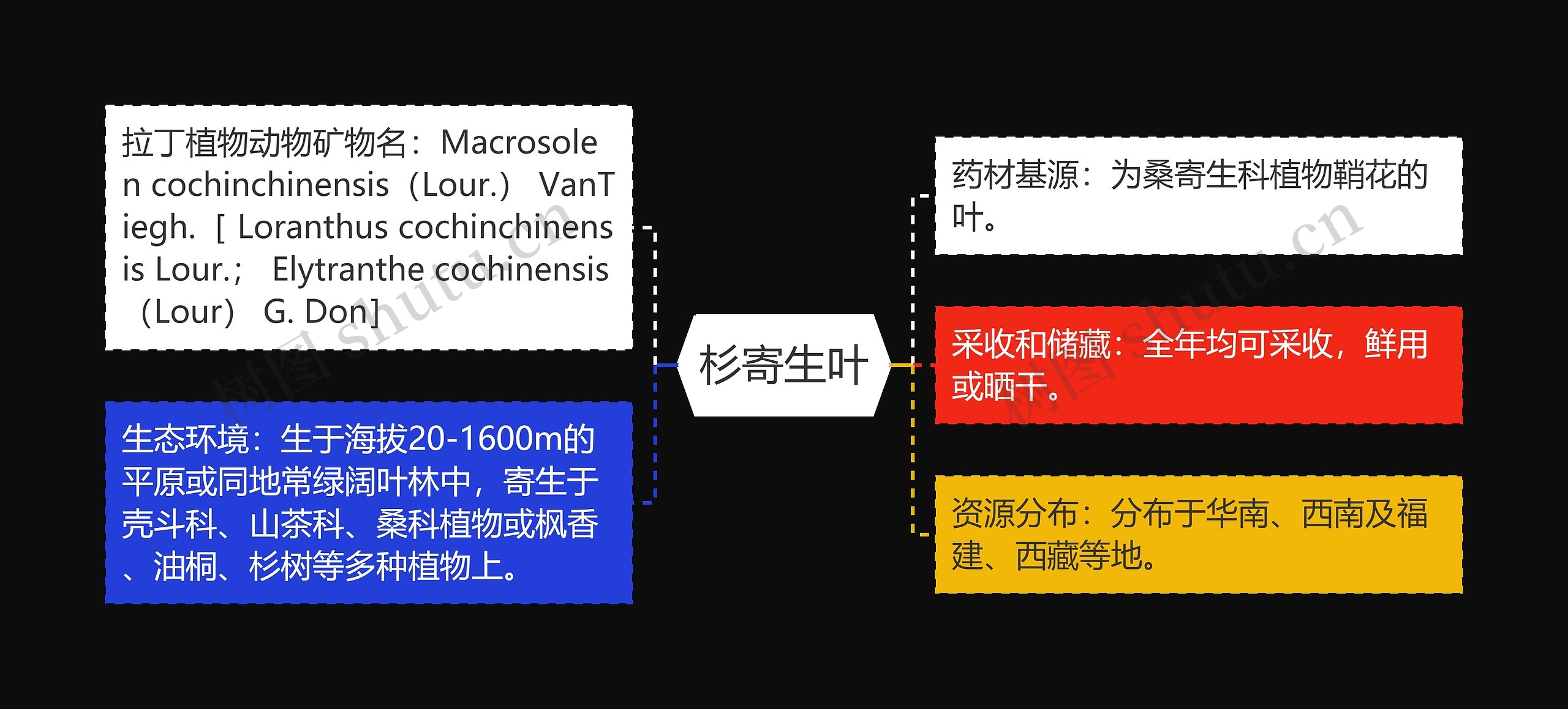 杉寄生叶思维导图