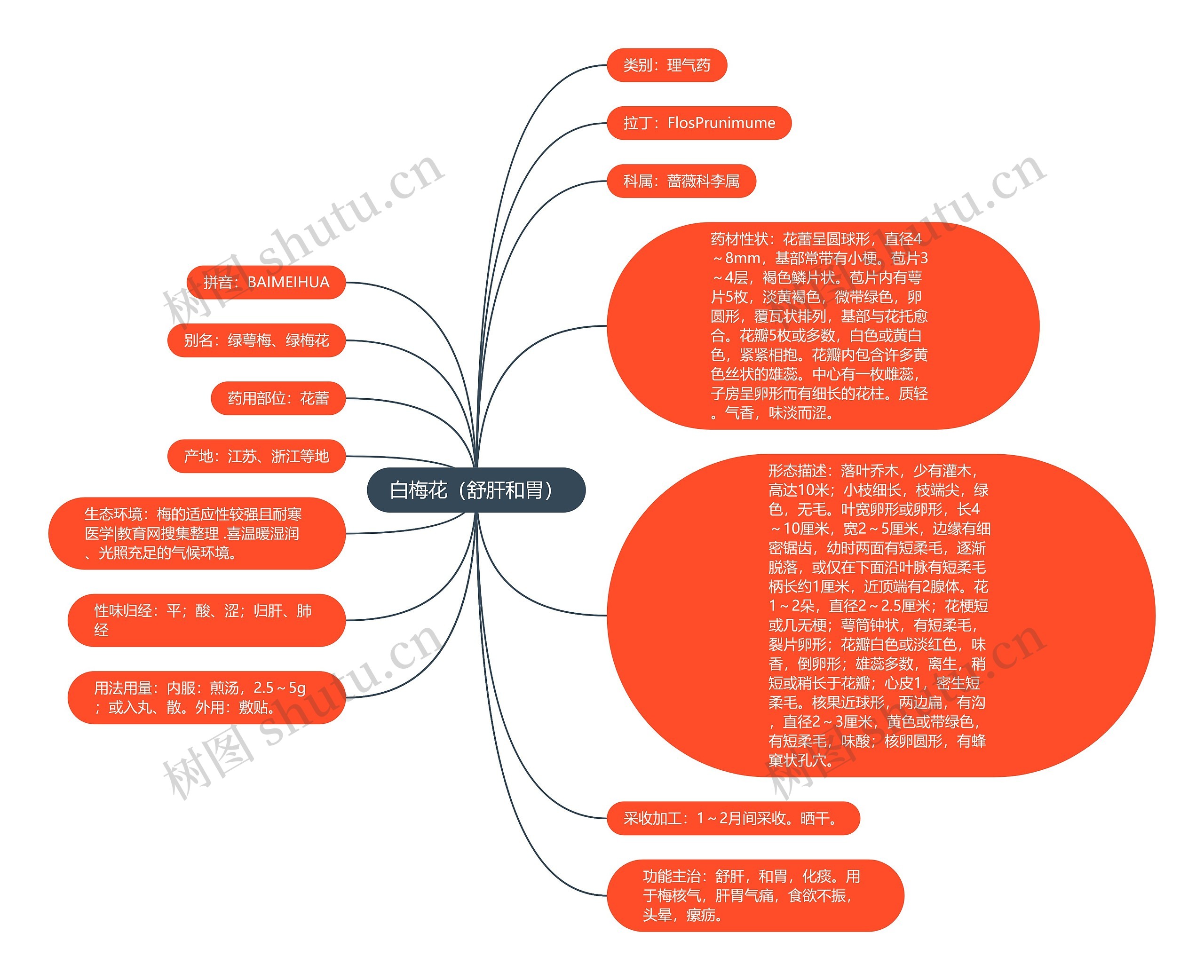 白梅花(舒肝和胃) 白梅花(舒肝和胃)