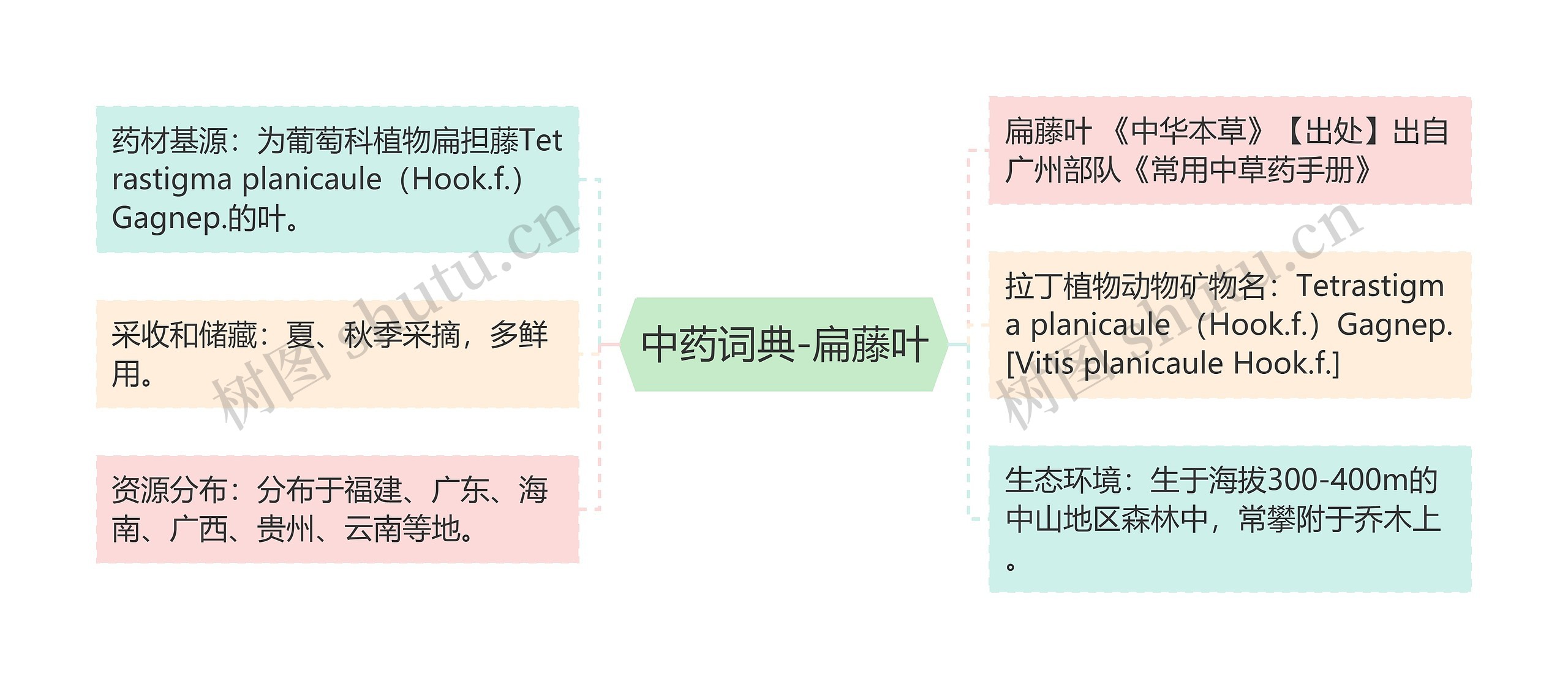 中药词典-扁藤叶