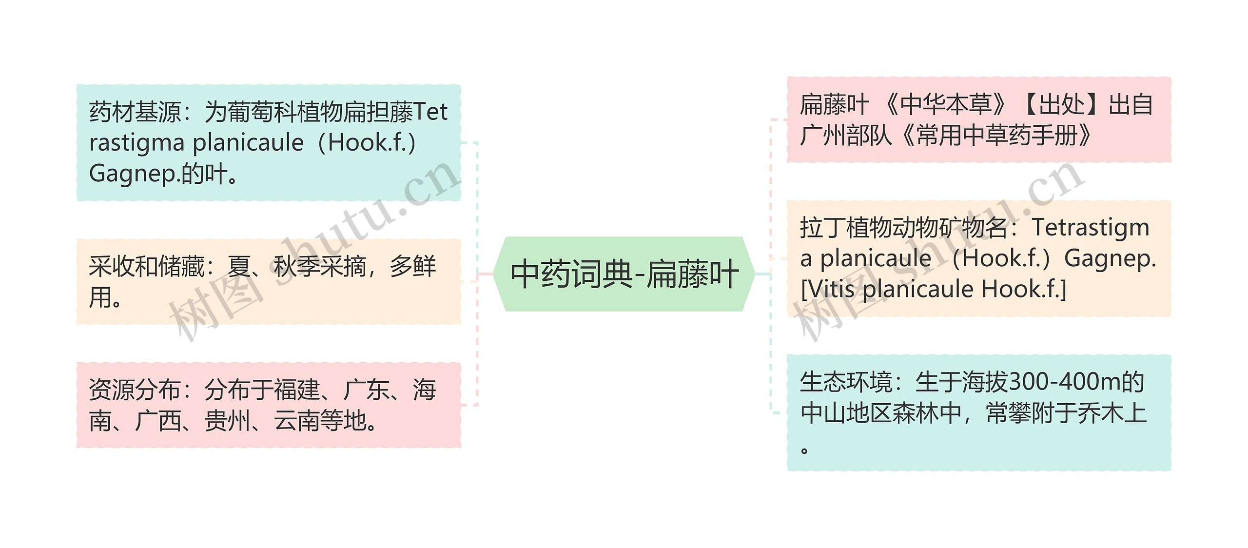 中药词典-扁藤叶思维导图