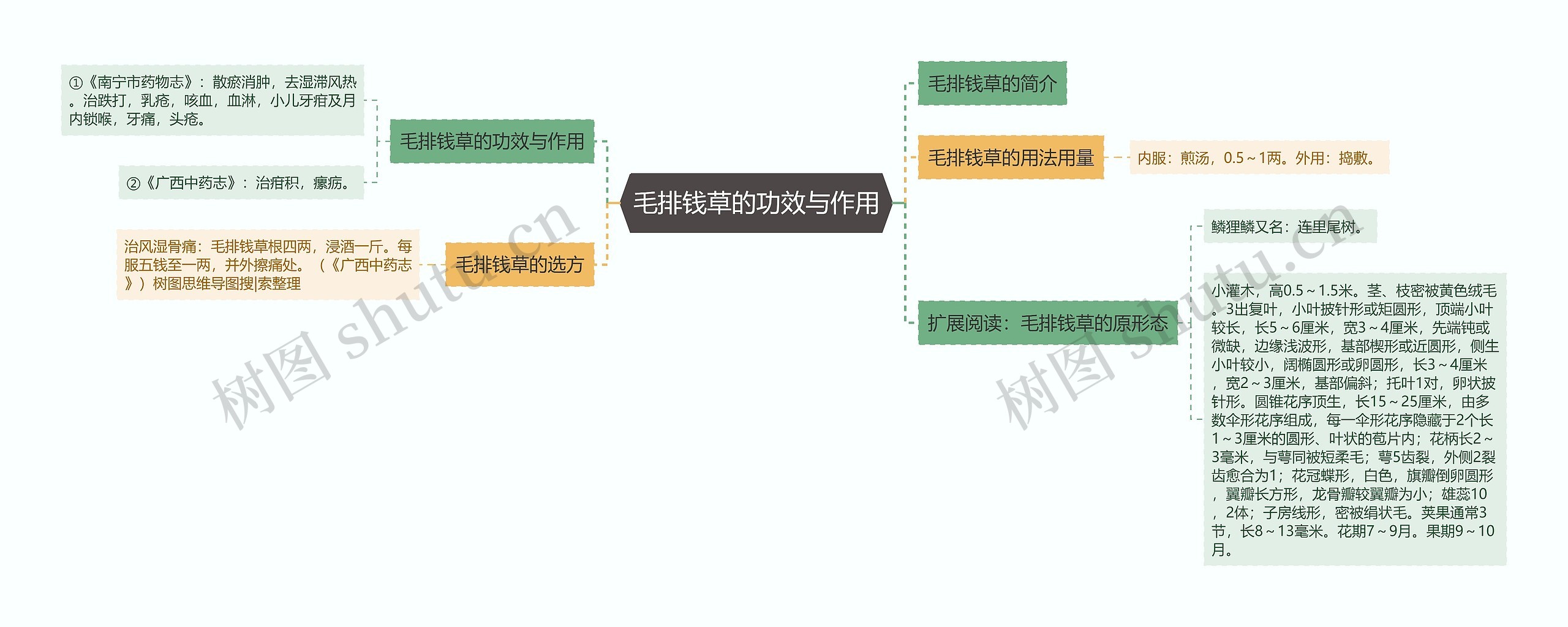 毛排钱草的功效与作用