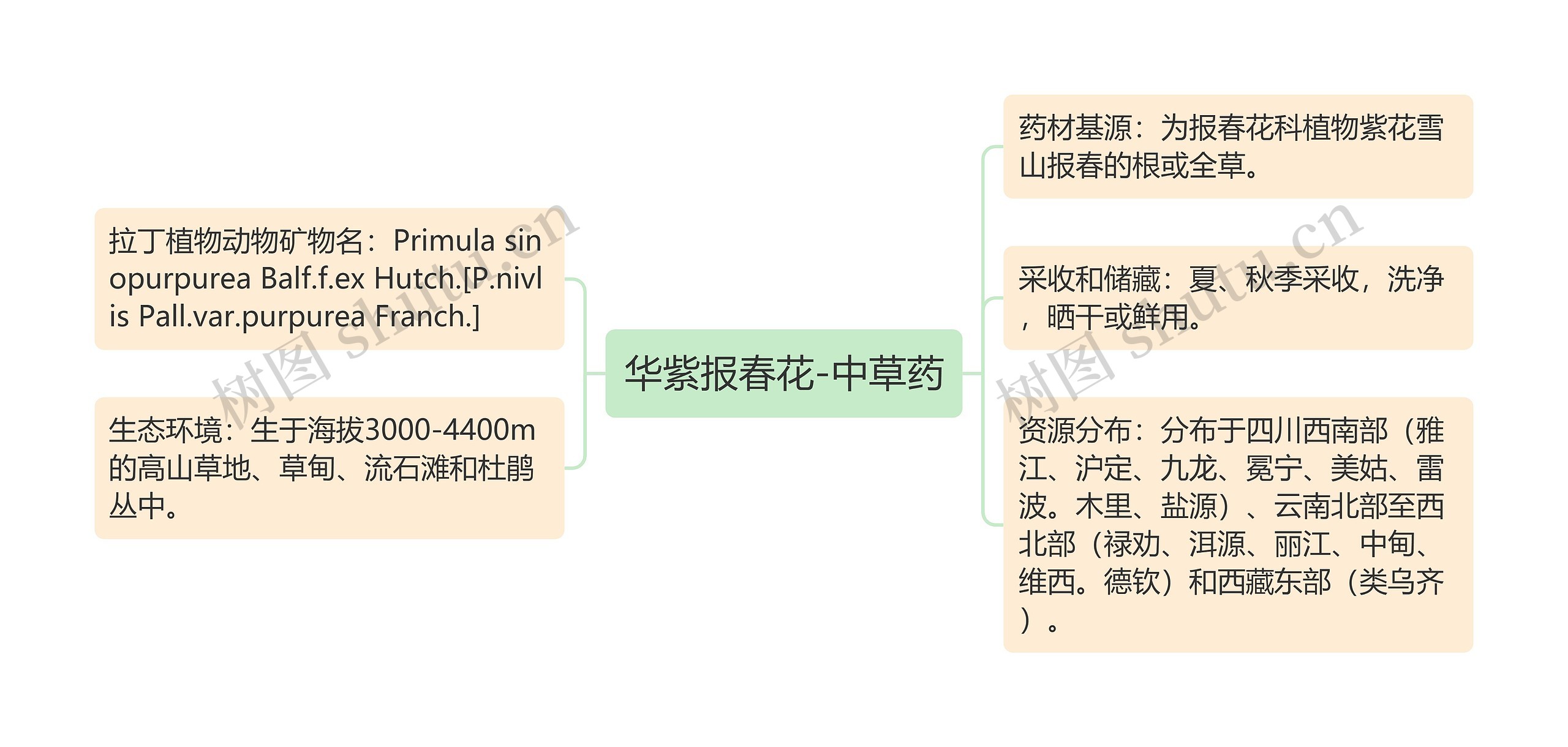 华紫报春花-中草药思维导图