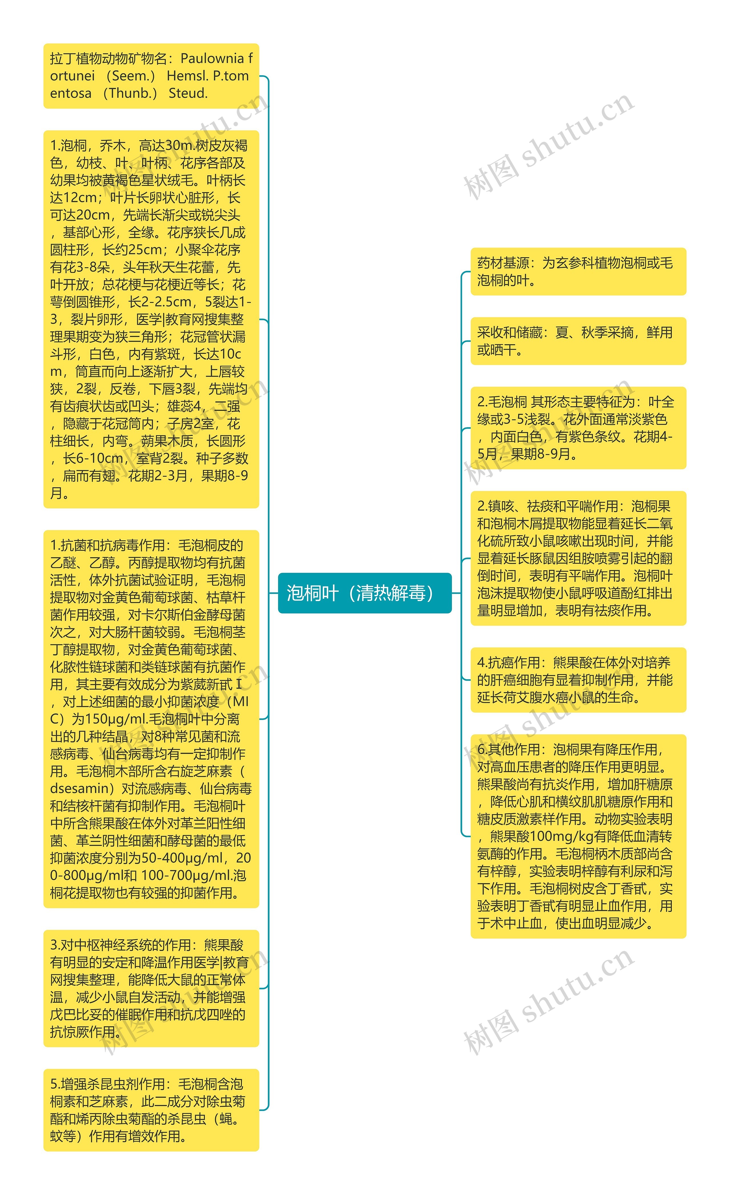 泡桐叶（清热解毒）思维导图