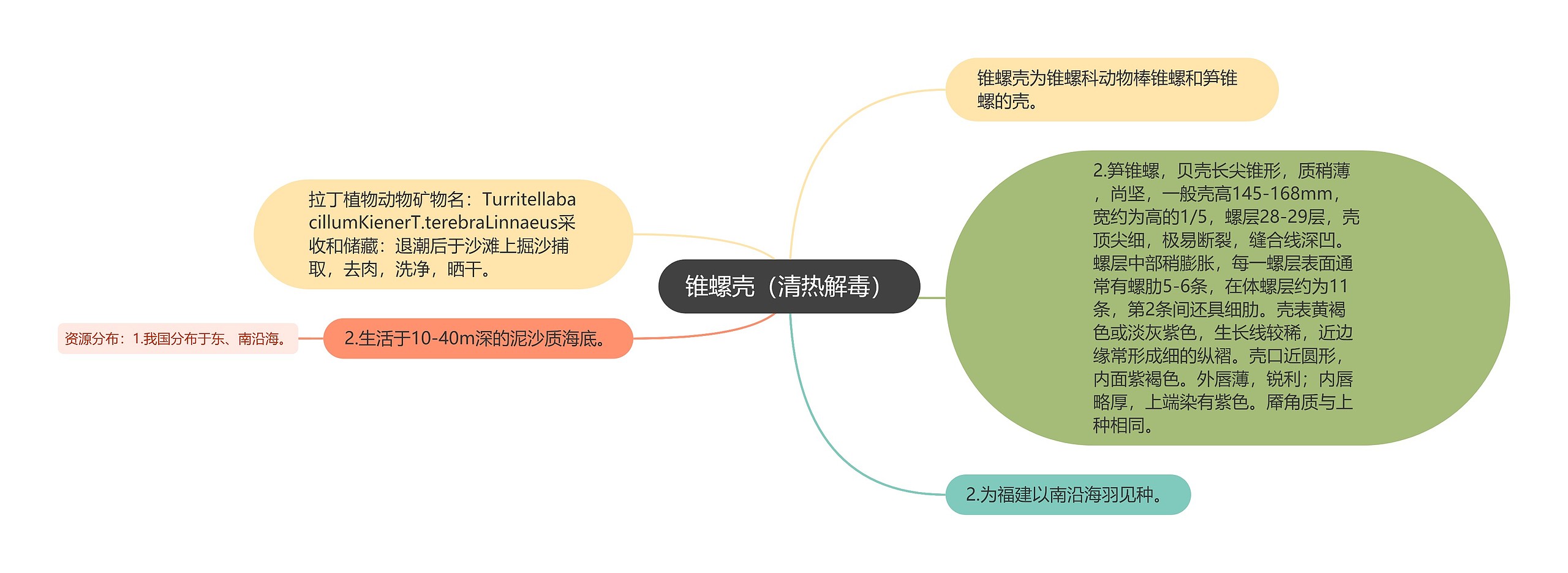 锥螺壳（清热解毒）思维导图