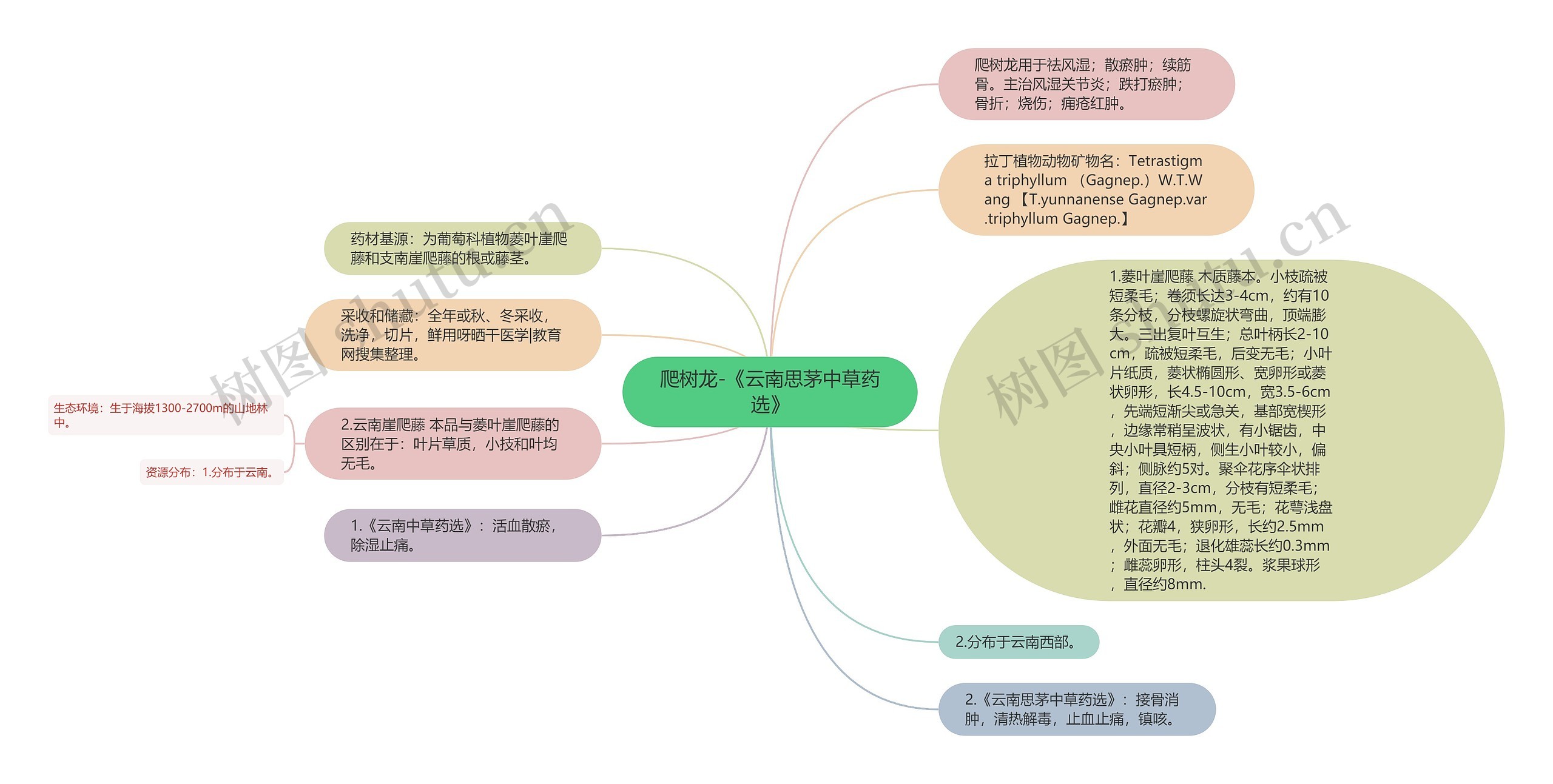 爬树龙-《云南思茅中草药选》思维导图