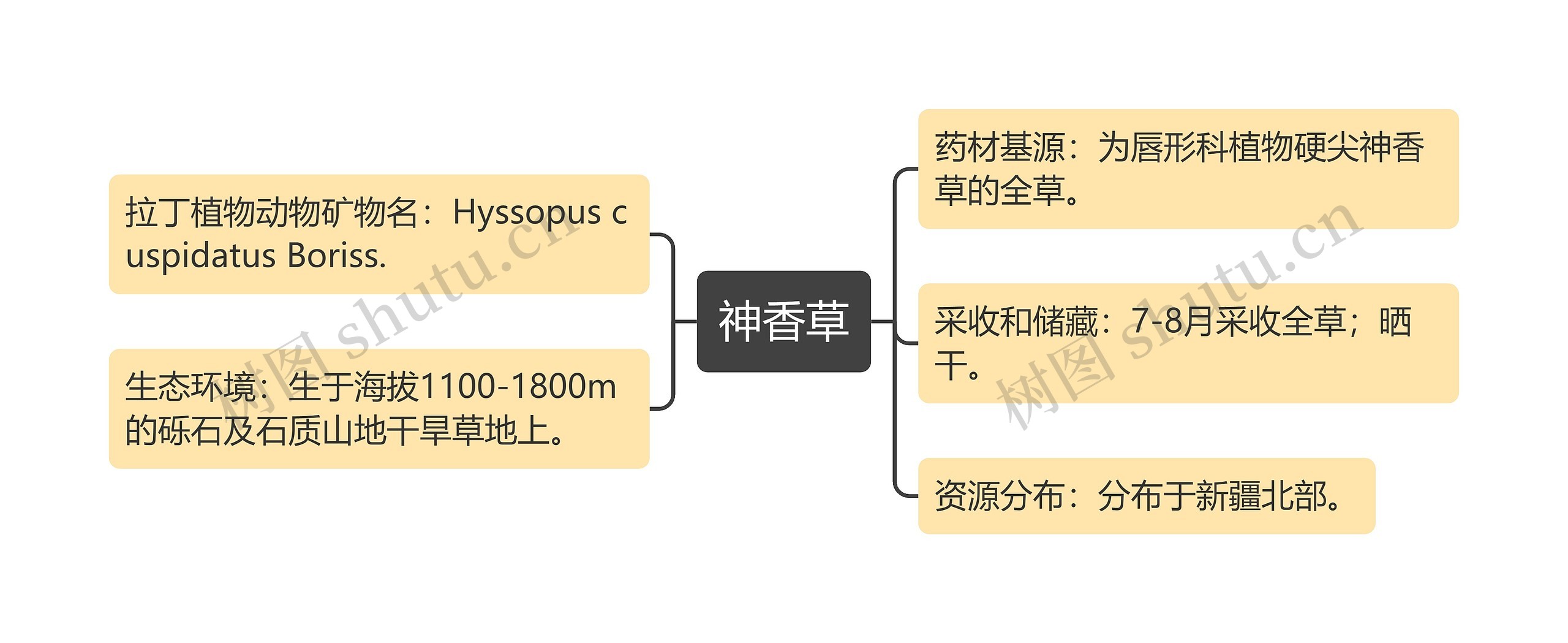 神香草思维导图高清图 神香草思维导图