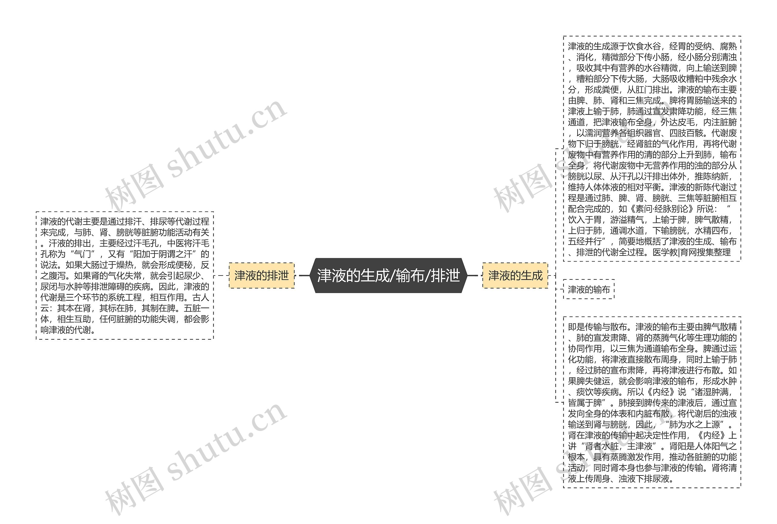 津液的生成/输布/排泄