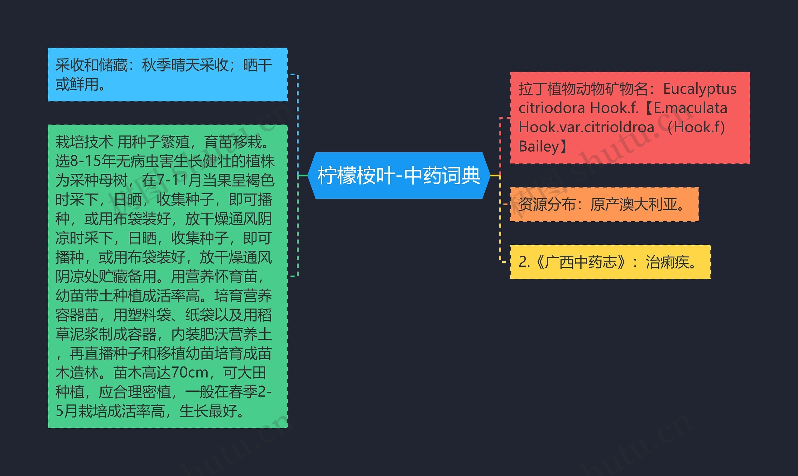 柠檬桉叶-中药词典思维导图