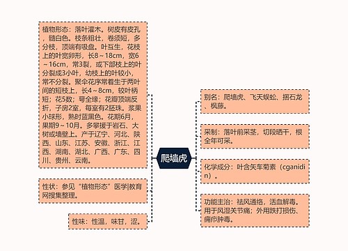 爬墙虎