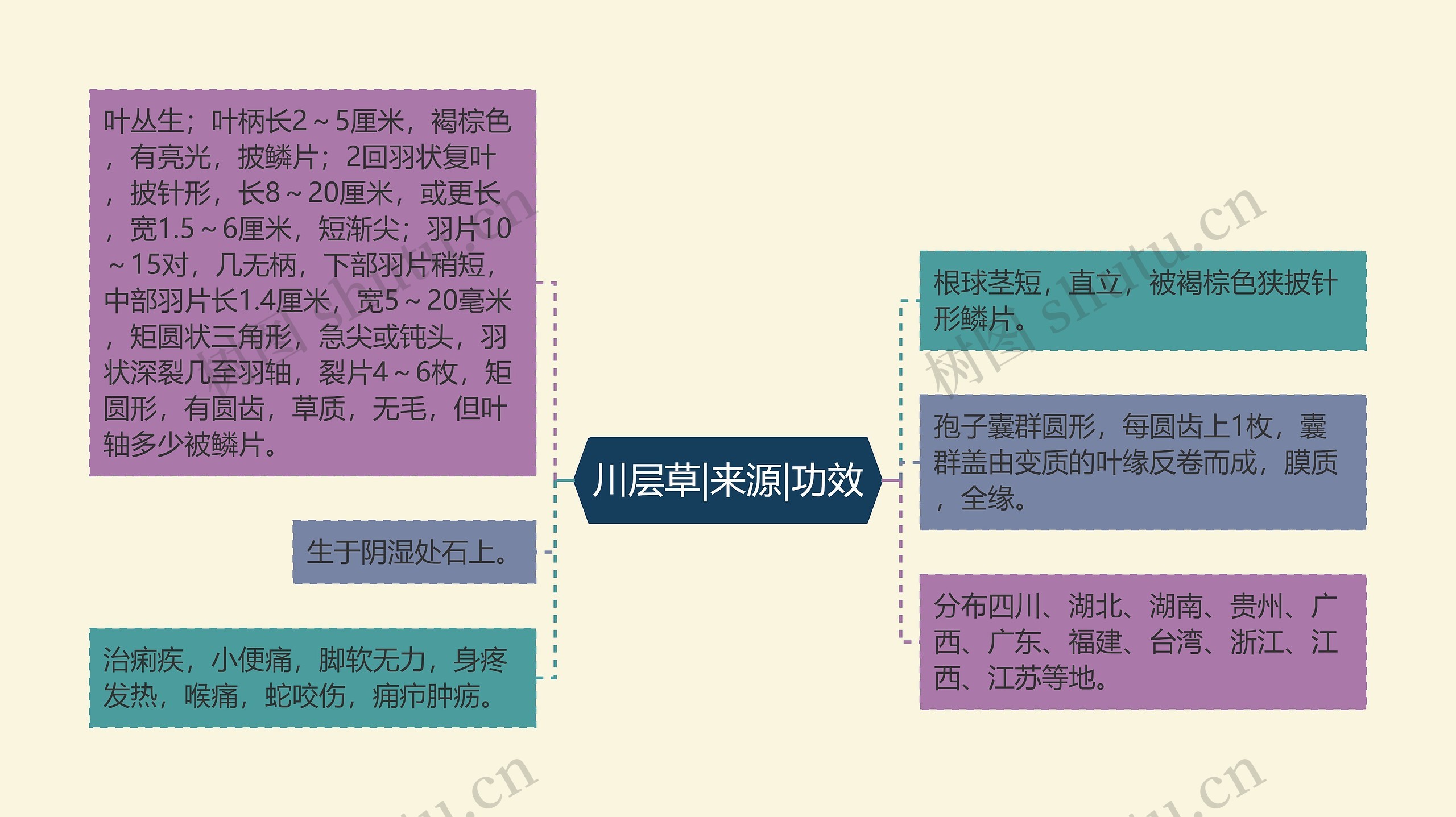 川层草|来源|功效