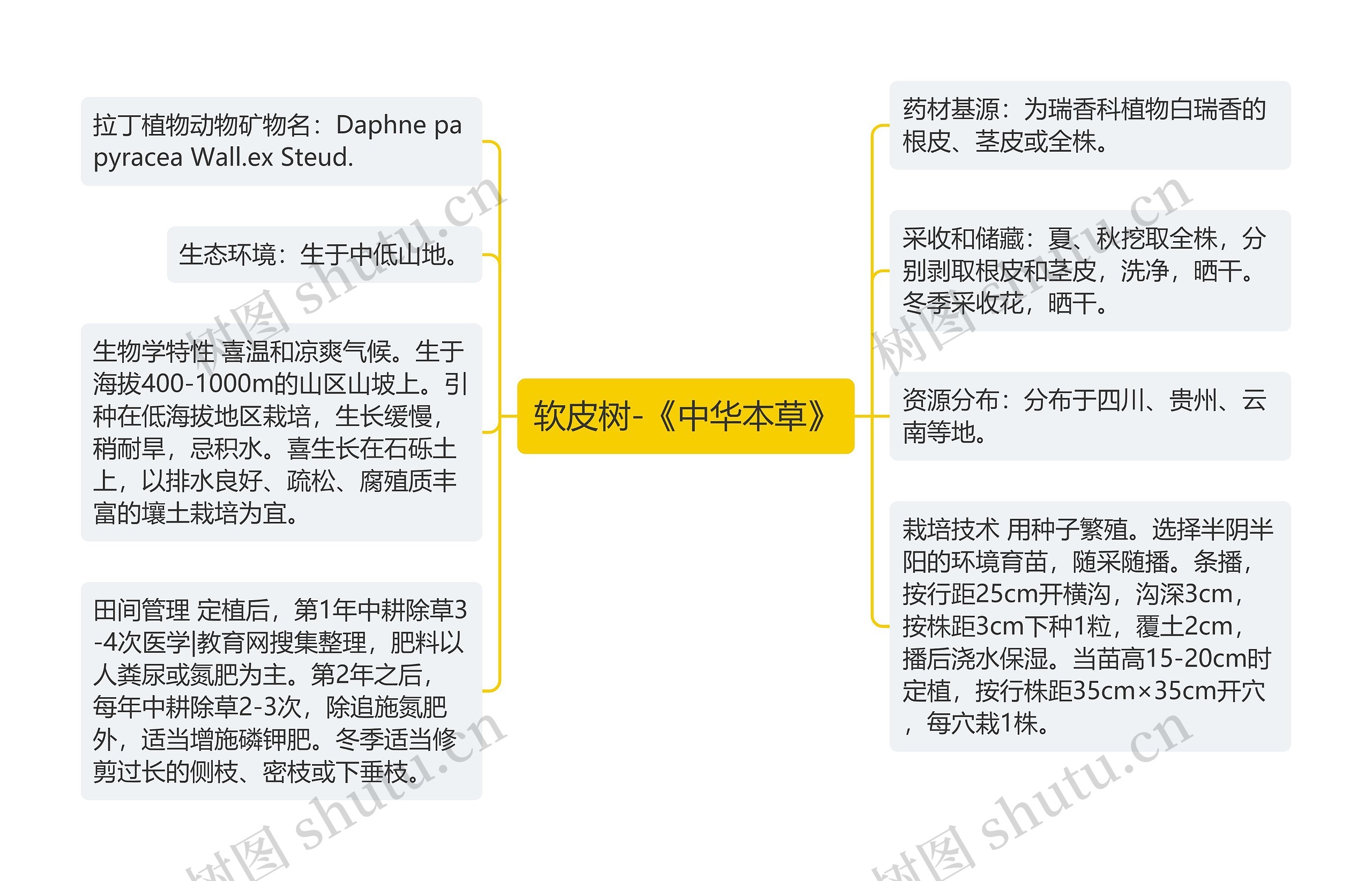 软皮树-《中华本草》思维导图