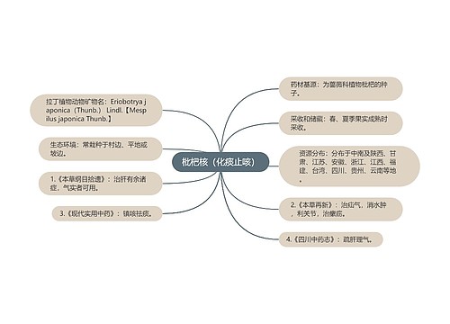 枇杷核（化痰止咳）