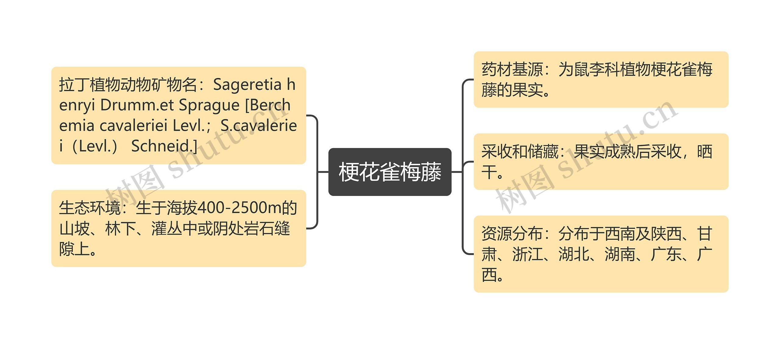 梗花雀梅藤思维导图