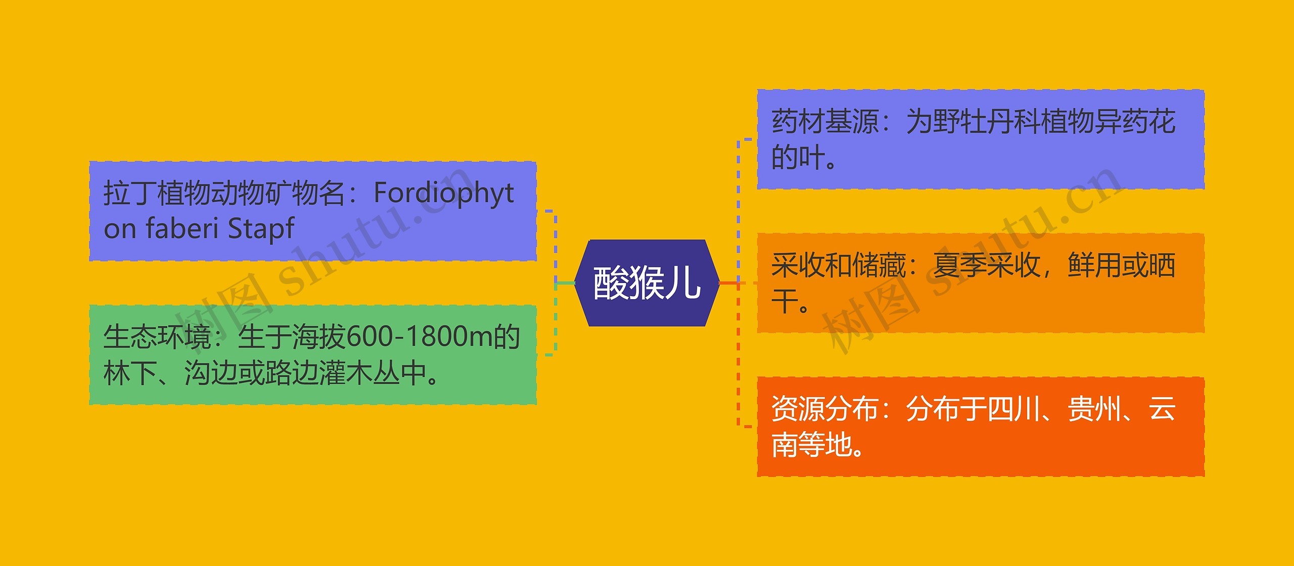 酸猴儿