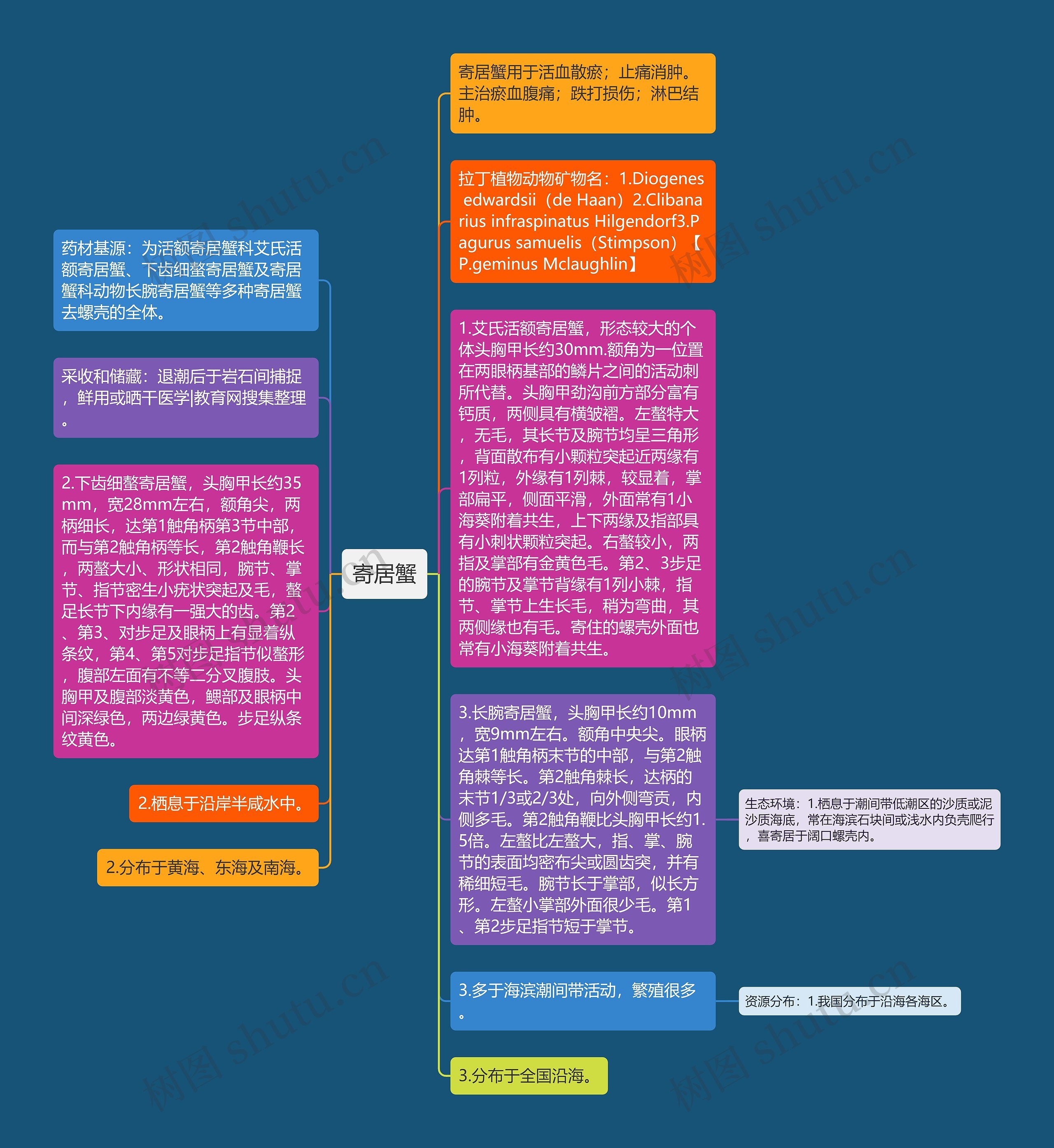寄居蟹思维导图