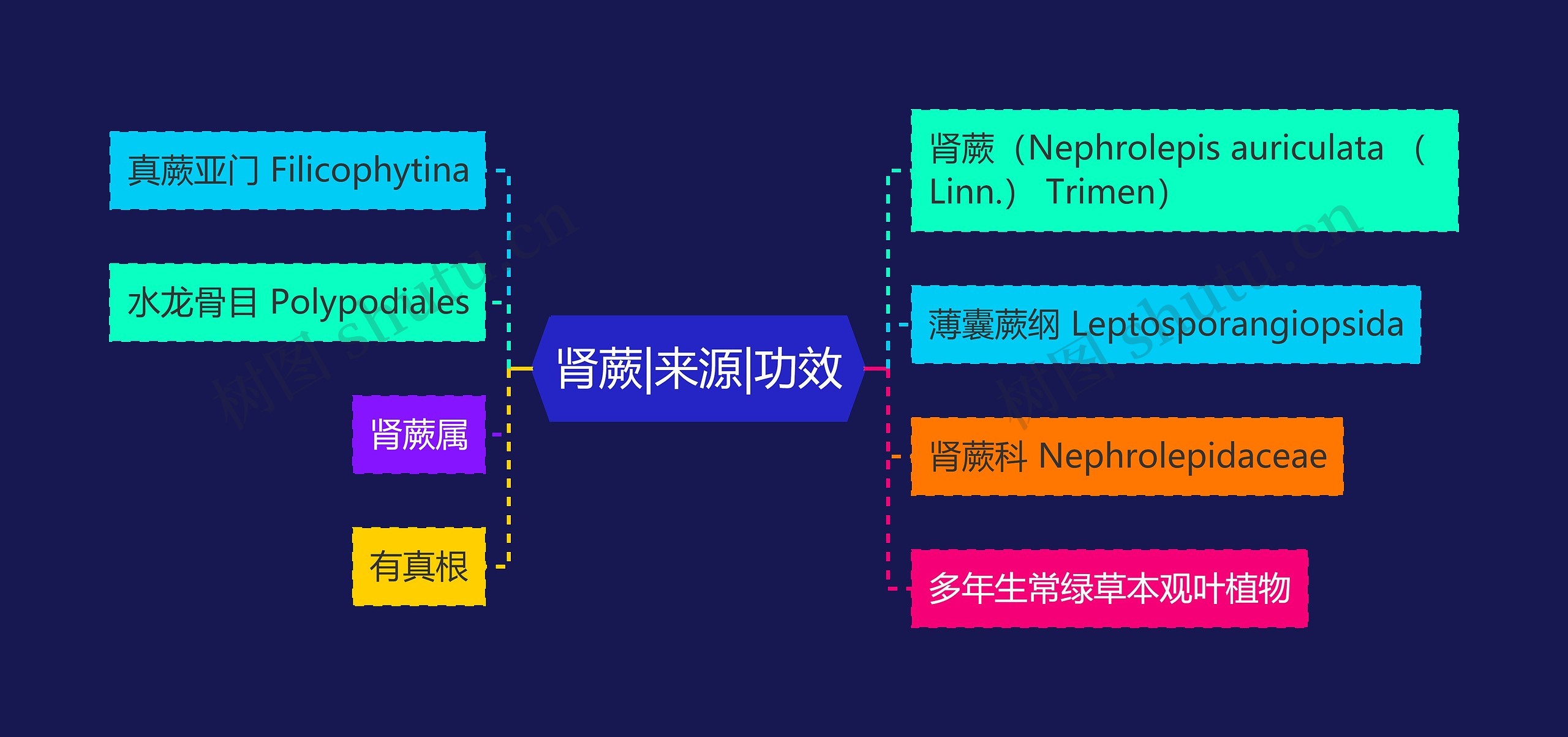 肾蕨|来源|功效 肾蕨|来源|功效