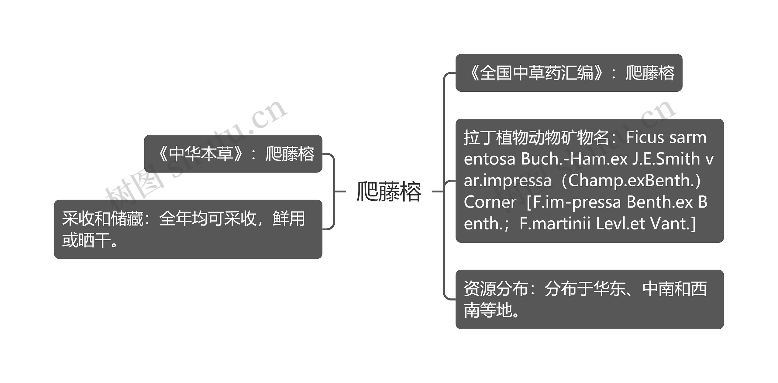 爬藤榕思维导图