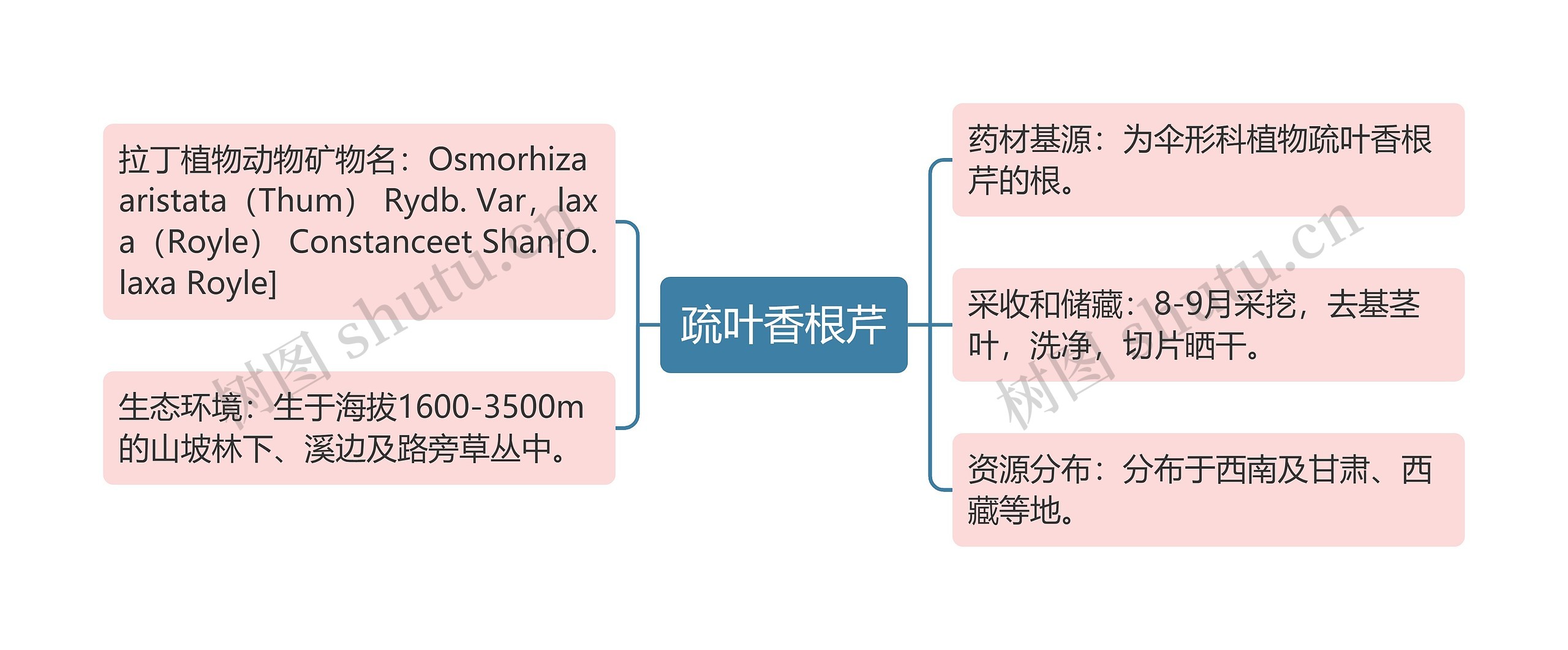 疏叶香根芹思维导图