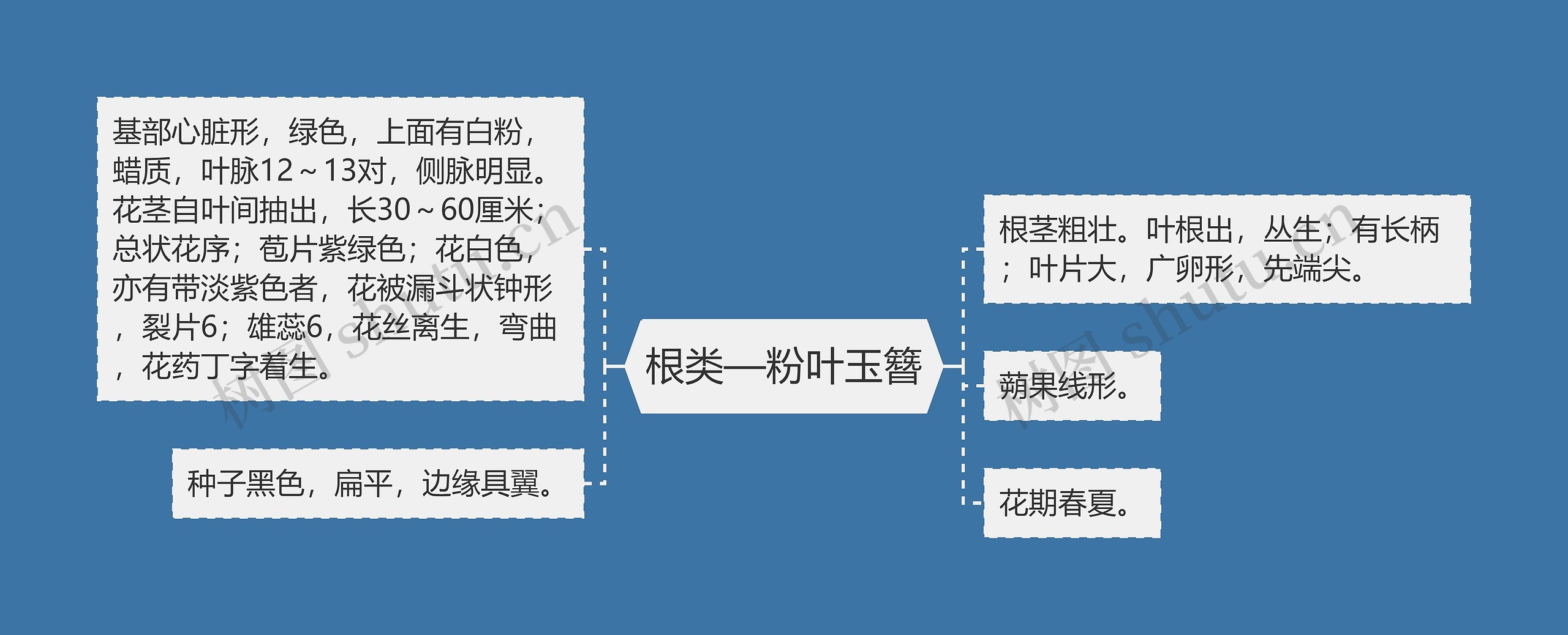 根类—粉叶玉簪 根类—粉叶玉簪