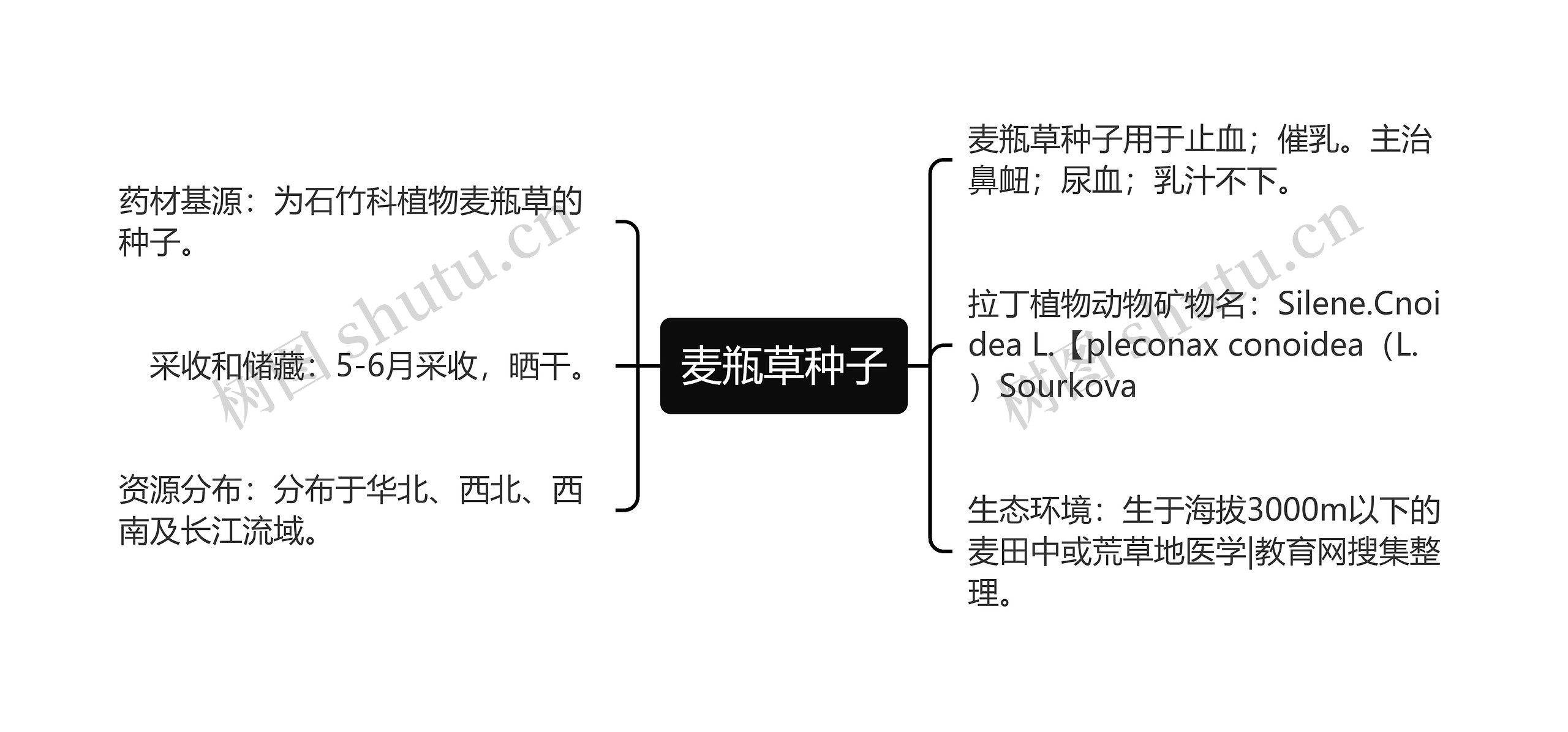 麦瓶草种子思维导图