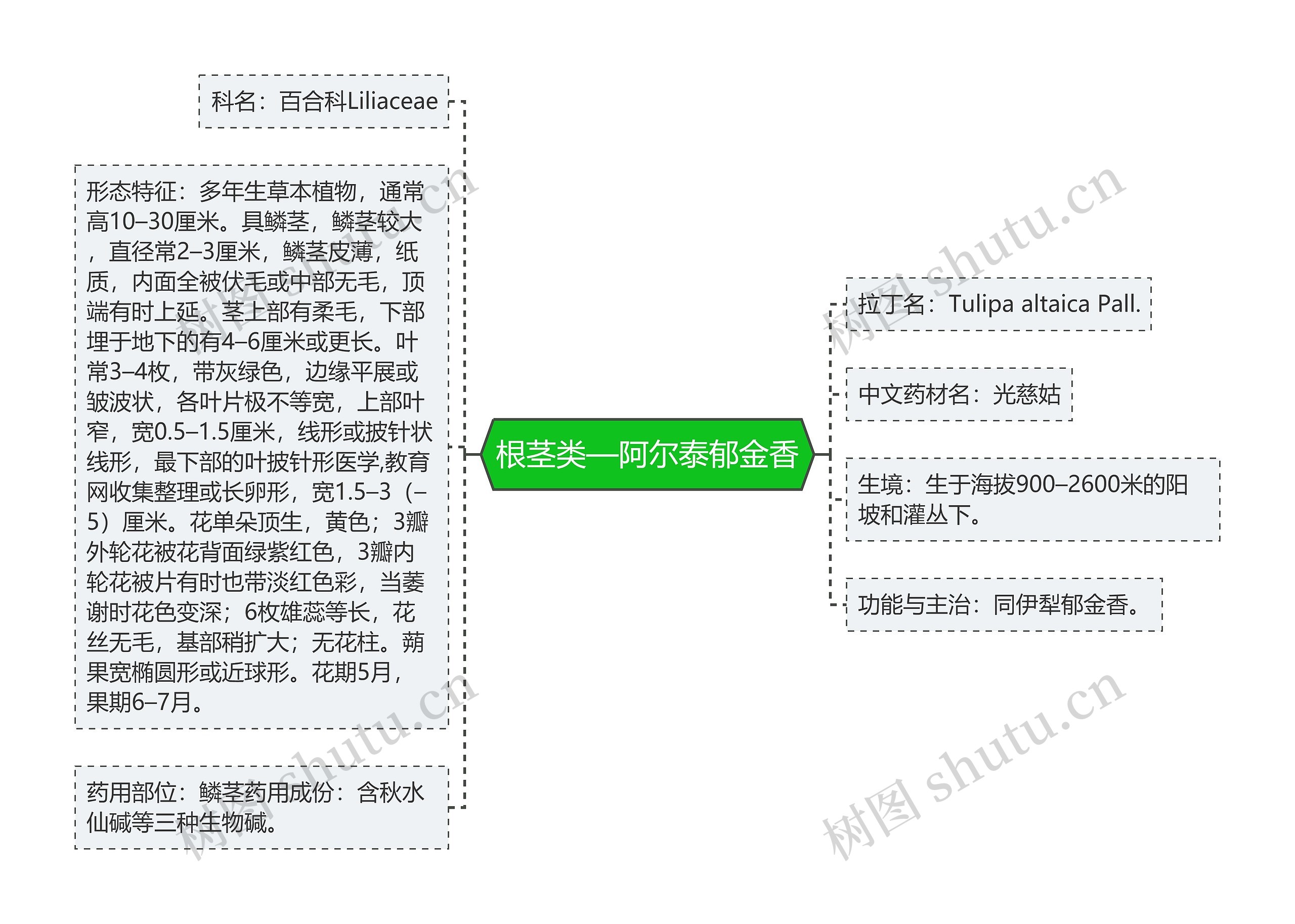 根茎类—阿尔泰郁金香思维导图