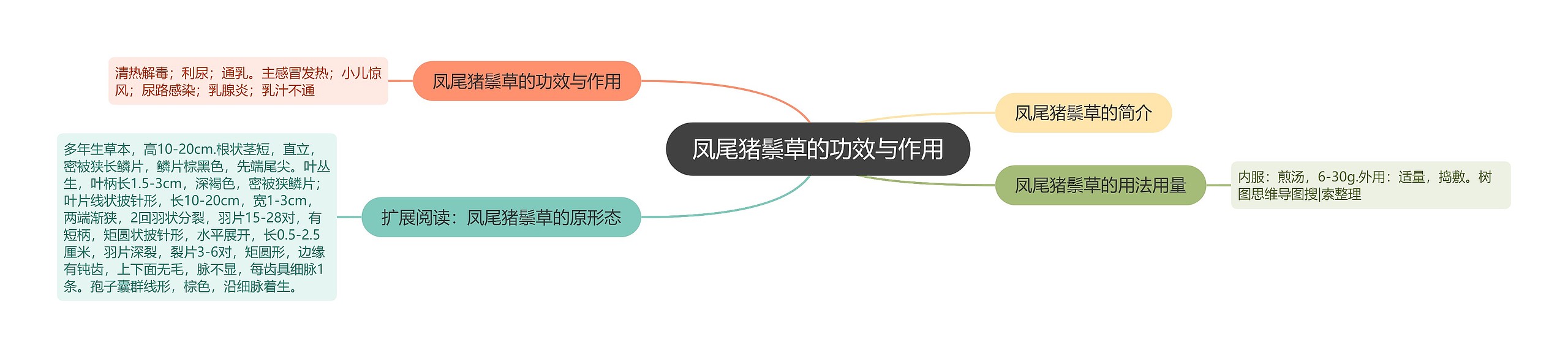 凤尾猪鬃草的功效与作用思维导图