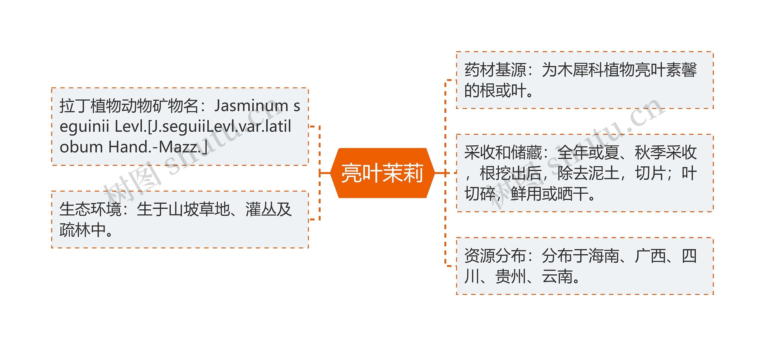 亮叶茉莉思维导图高清图 亮叶茉莉思维导图